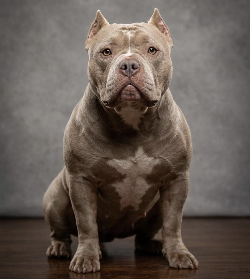 Flower, adoptable, Adult Female American Bully.