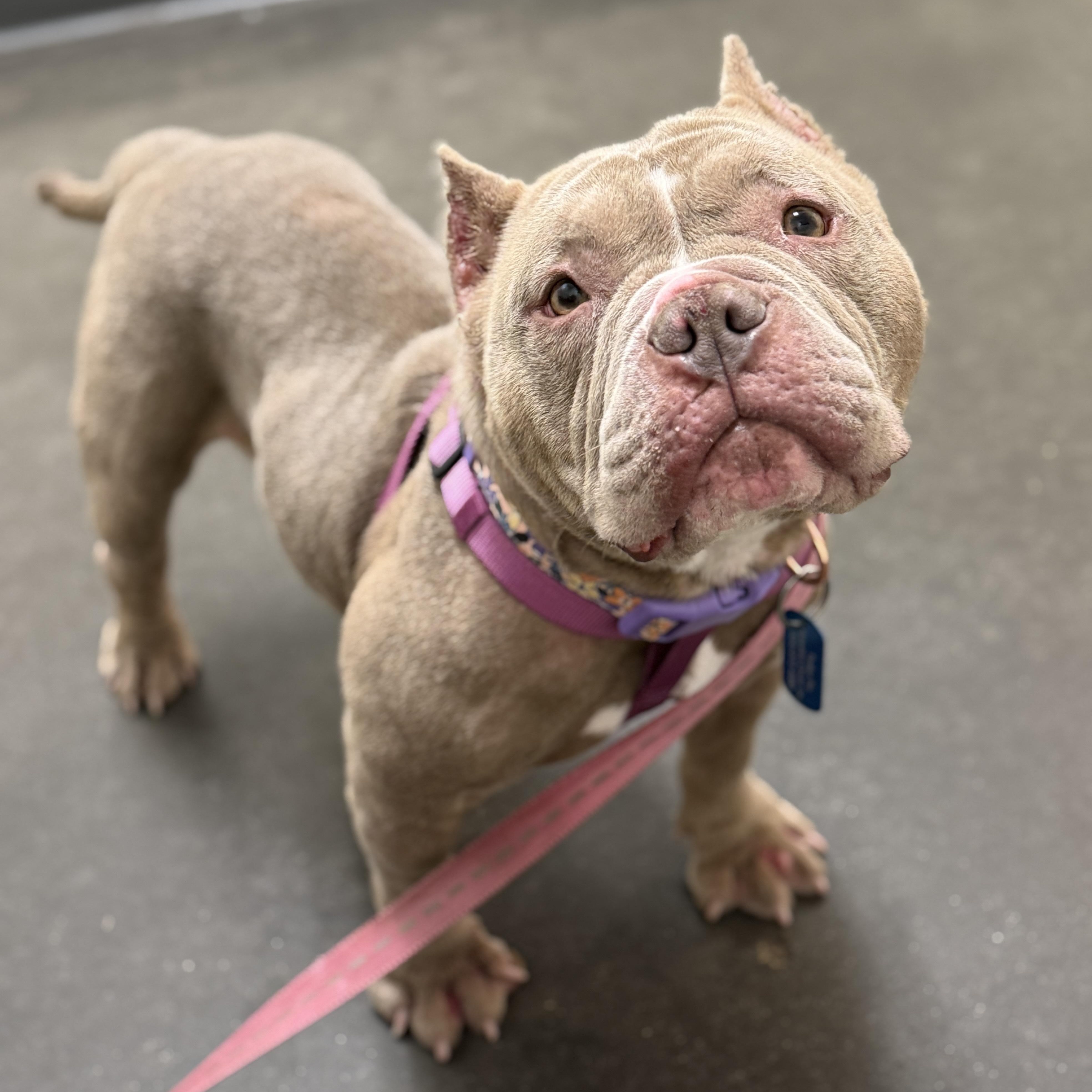 Enlarge Flower, a Adoptable American Bully in Deltona, FL image 1/1