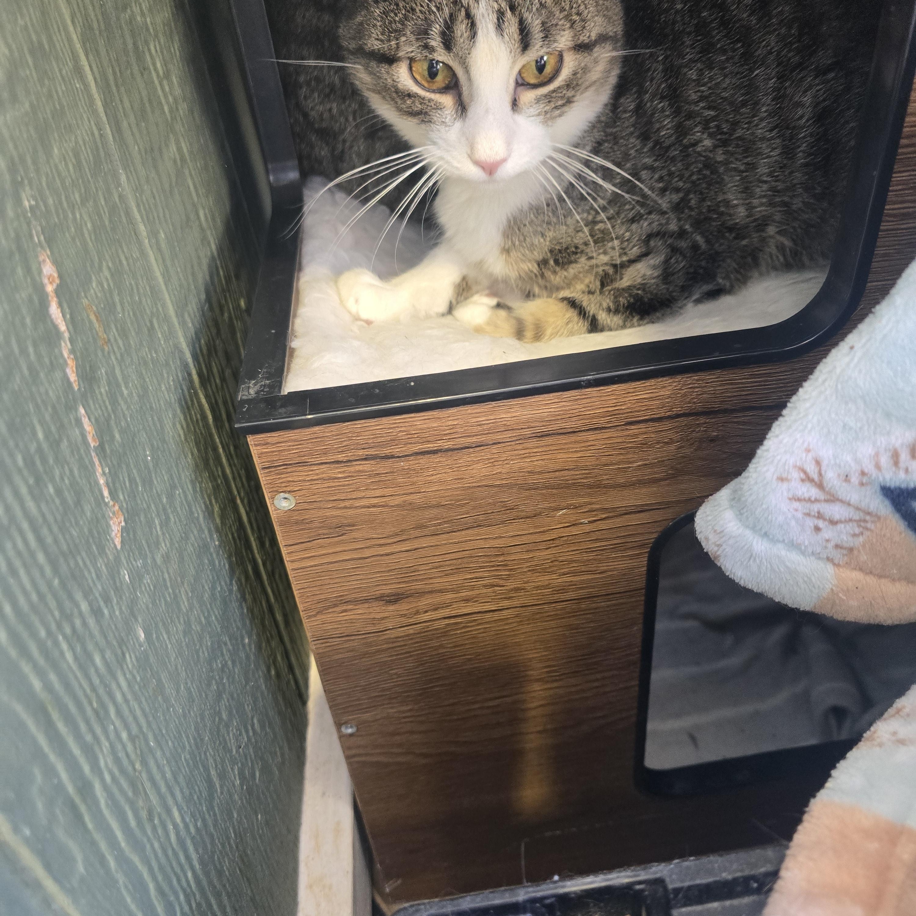 Missy, ADOPTABLE, Young Female Domestic Short Hair.