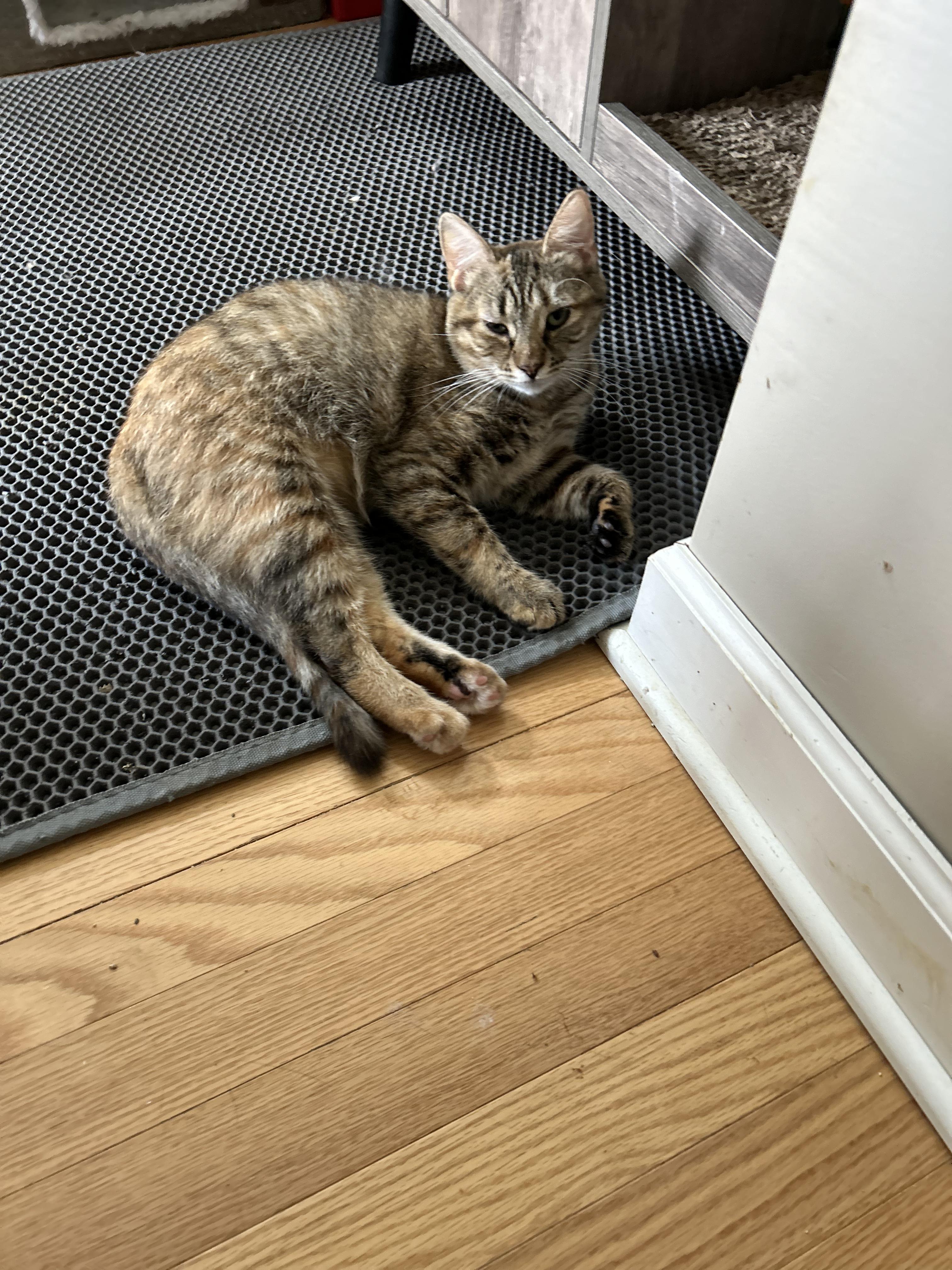 Enlarge Nara, a Adoptable mixed breed in Newark, NJ image 2/2