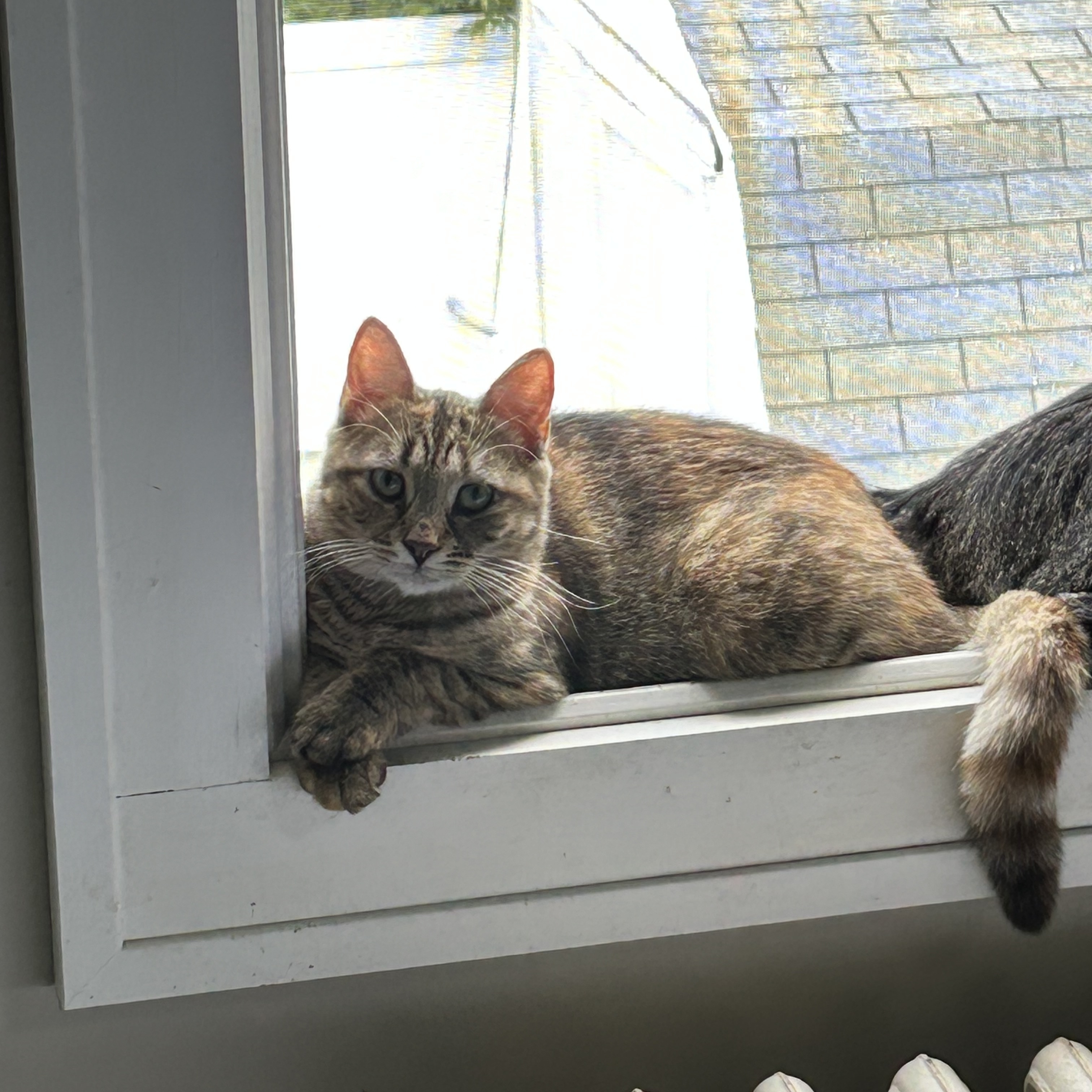 Nara, Adoptable, Young Female Domestic Short Hair & Tabby.