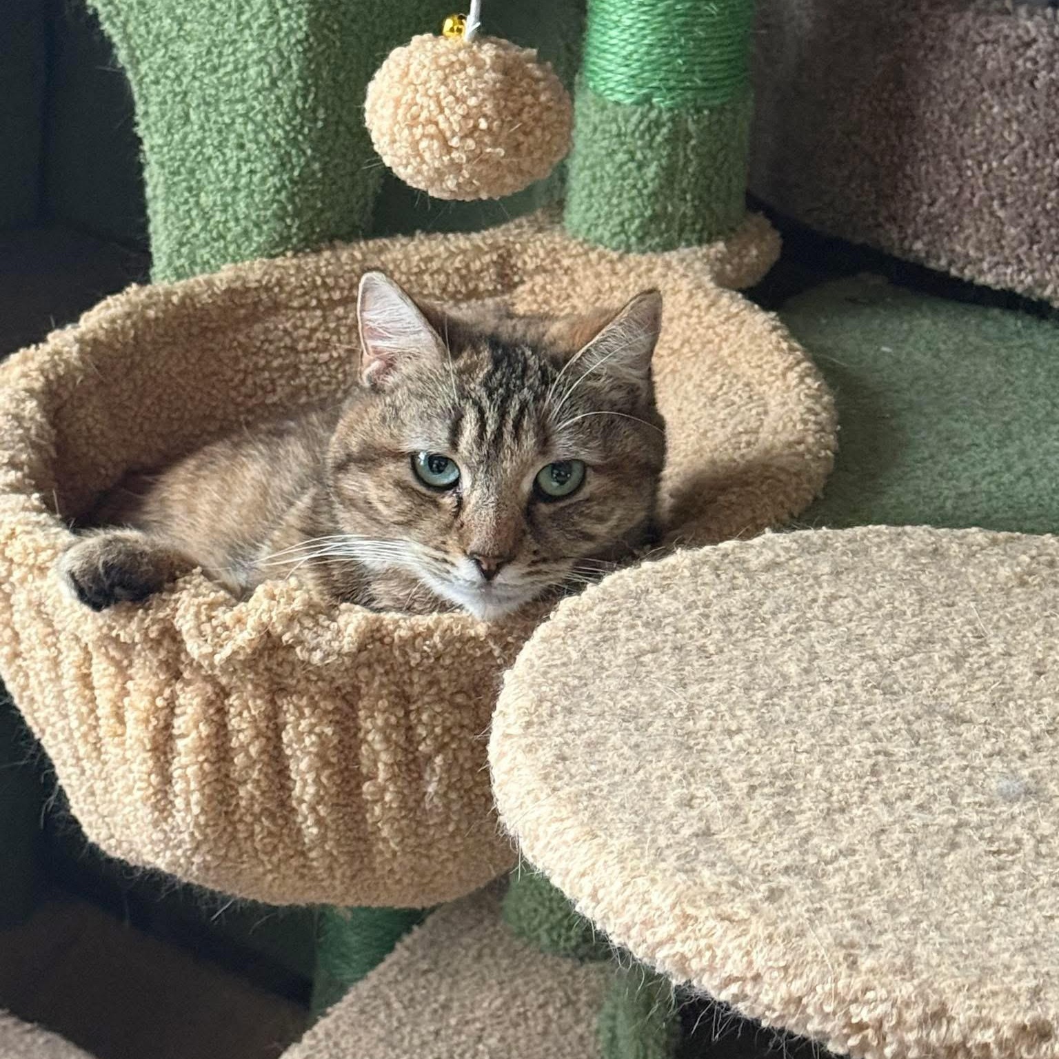 Enlarge Nara, a Adoptable mixed breed in Newark, NJ image 1/3