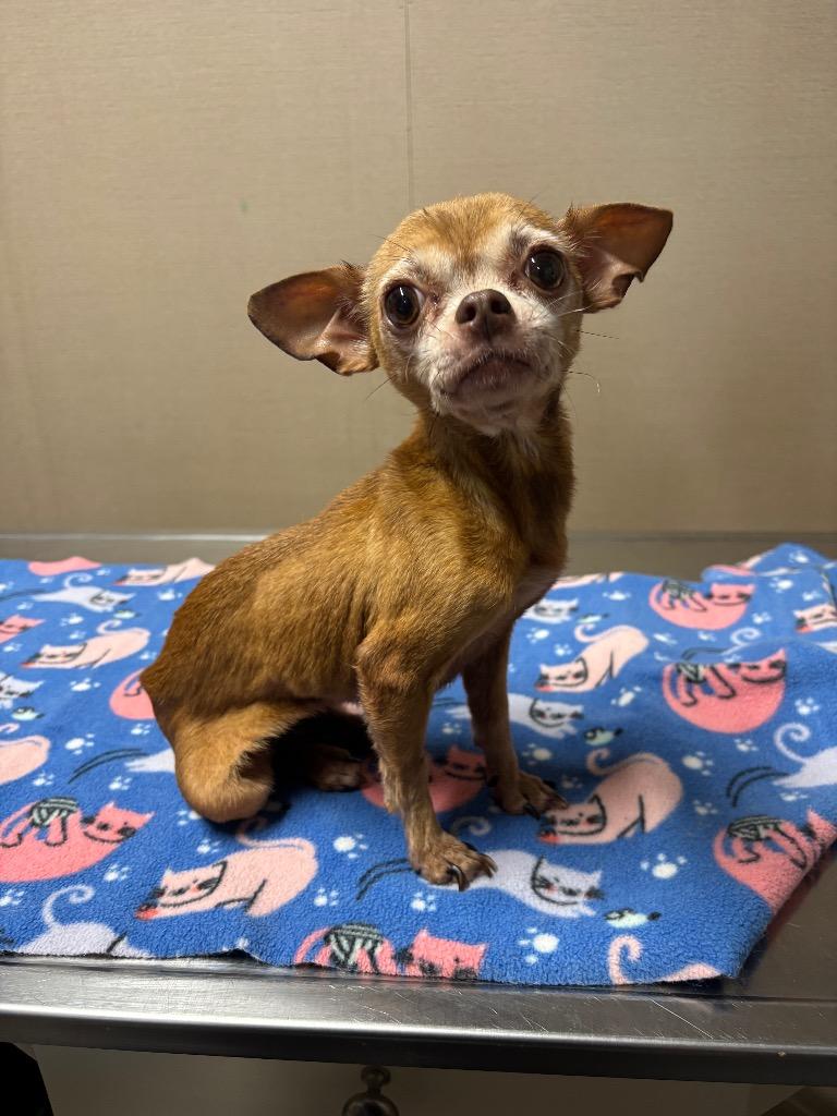 D048-26 Diamond, Adoptable, Senior Female Chihuahua.