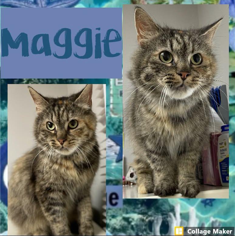 Maggie, ADOPTABLE, Adult Female Domestic Medium Hair.