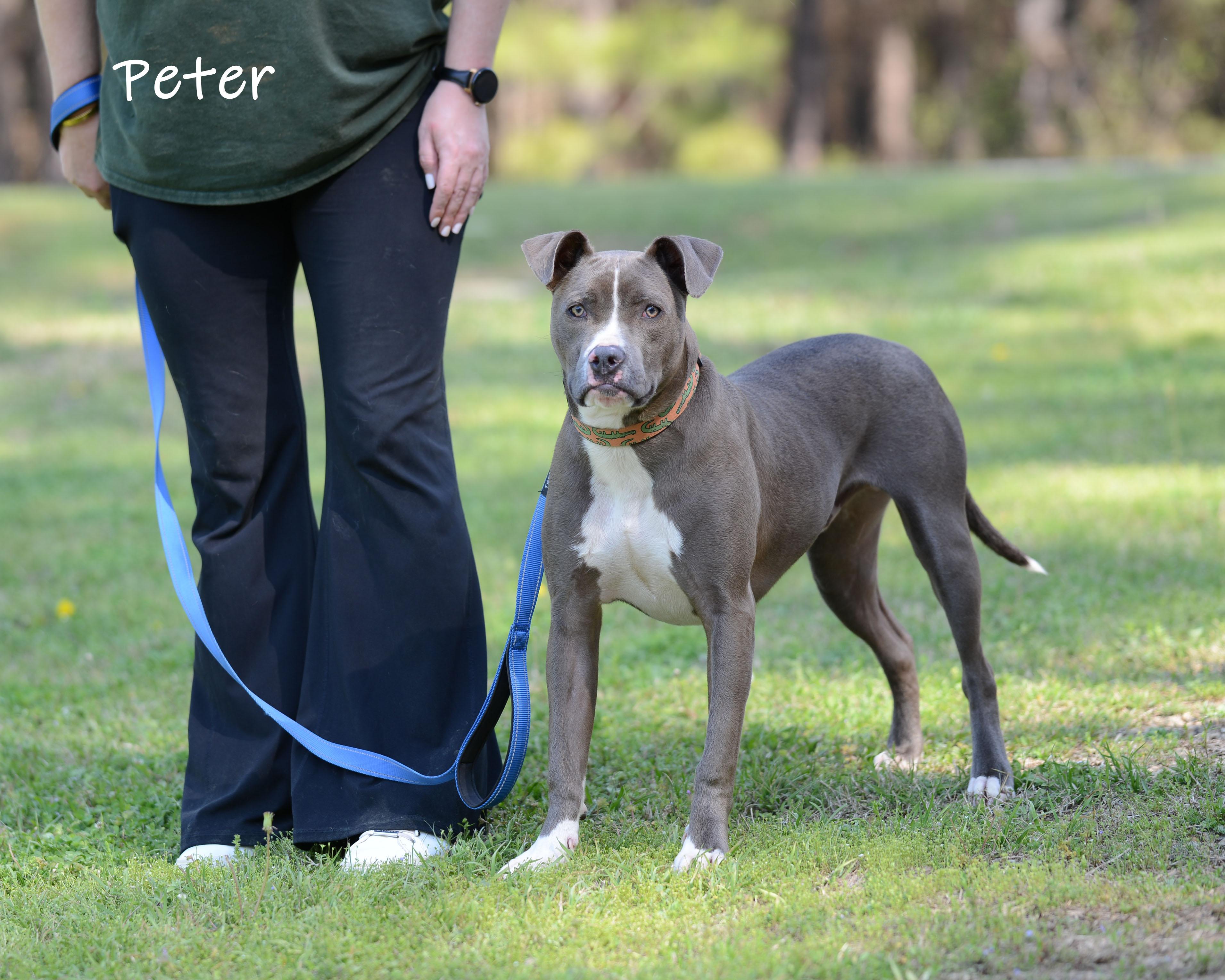 Enlarge Peter, a ADOPTABLE mixed breed in Bishop, GA image 5/6