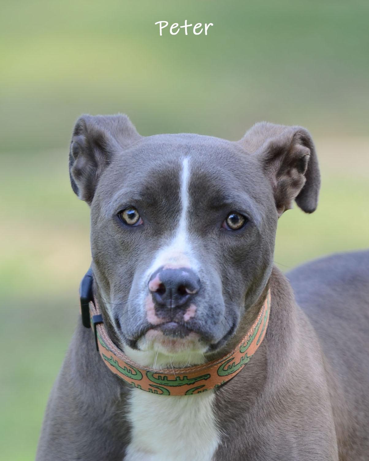 Enlarge Peter, a ADOPTABLE mixed breed in Bishop, GA image 2/6