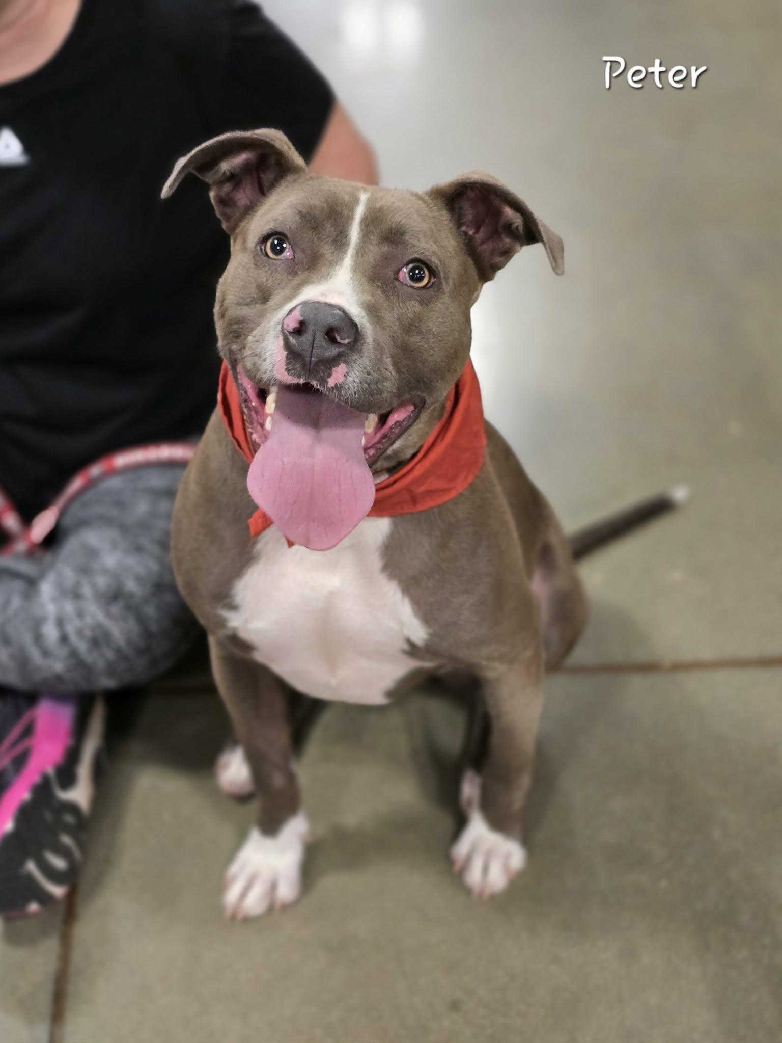 Enlarge Peter, a ADOPTABLE mixed breed in Bishop, GA image 6/6