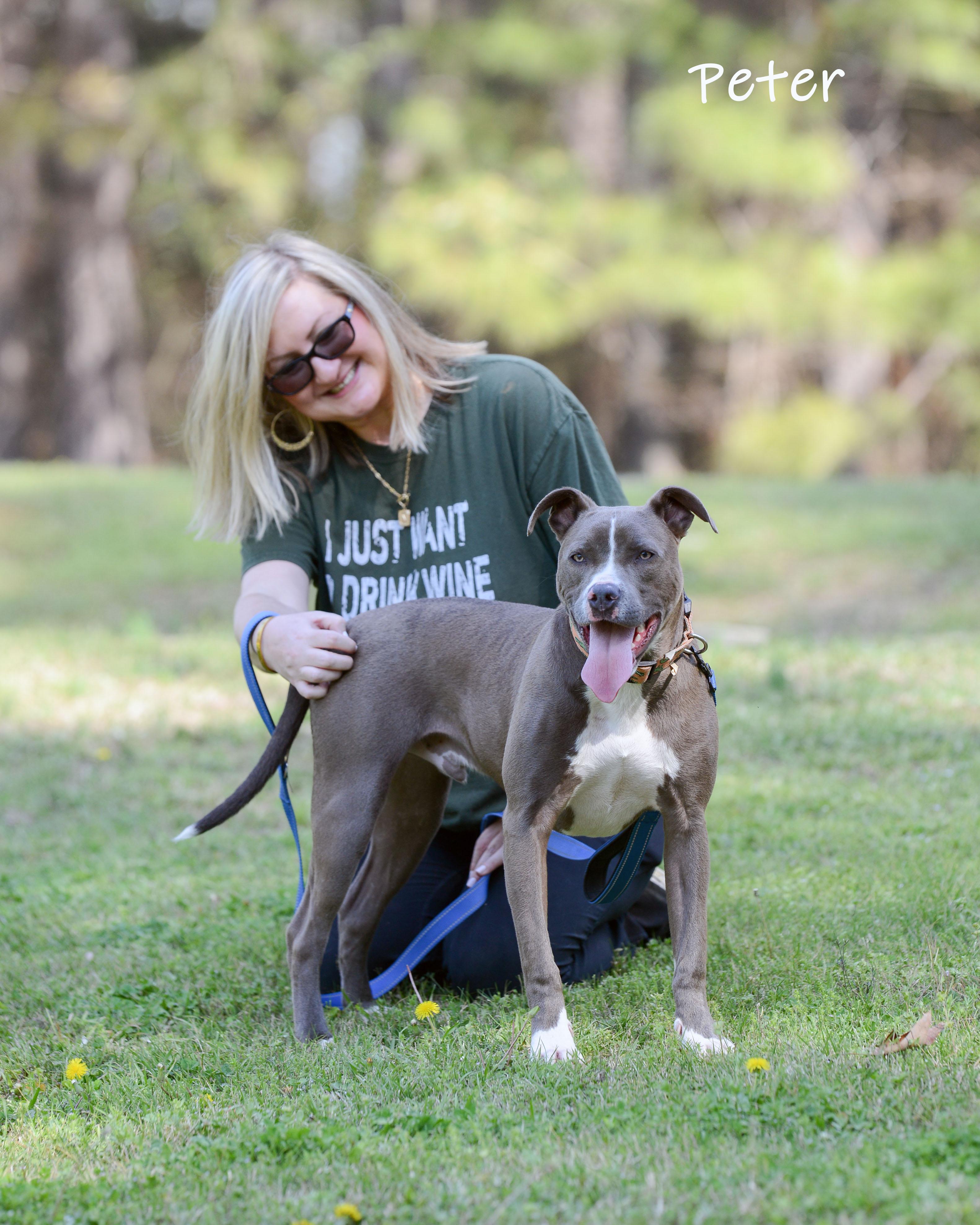Enlarge Peter, a ADOPTABLE mixed breed in Bishop, GA image 6/6