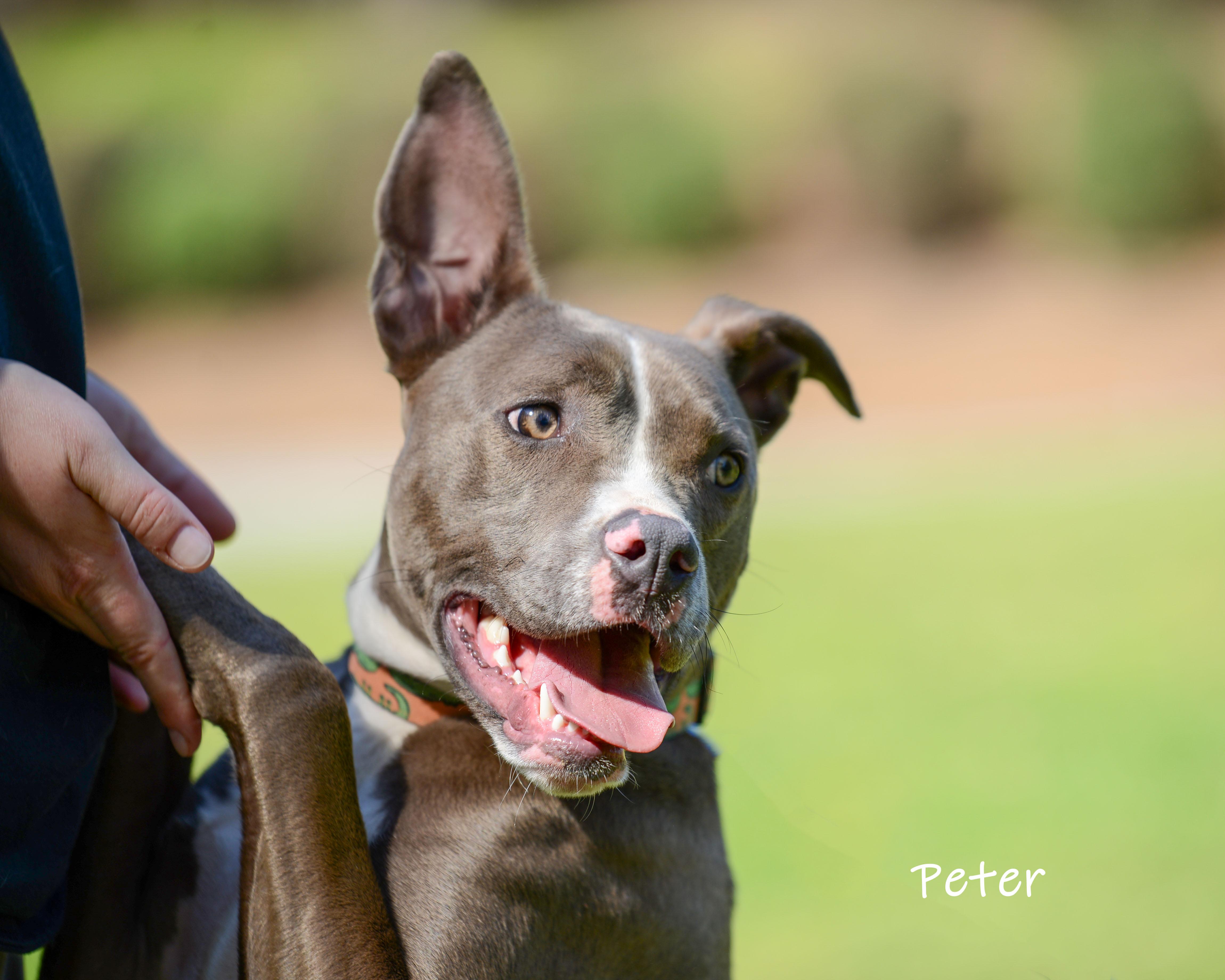 Enlarge Peter, a ADOPTABLE mixed breed in Bishop, GA image 4/6