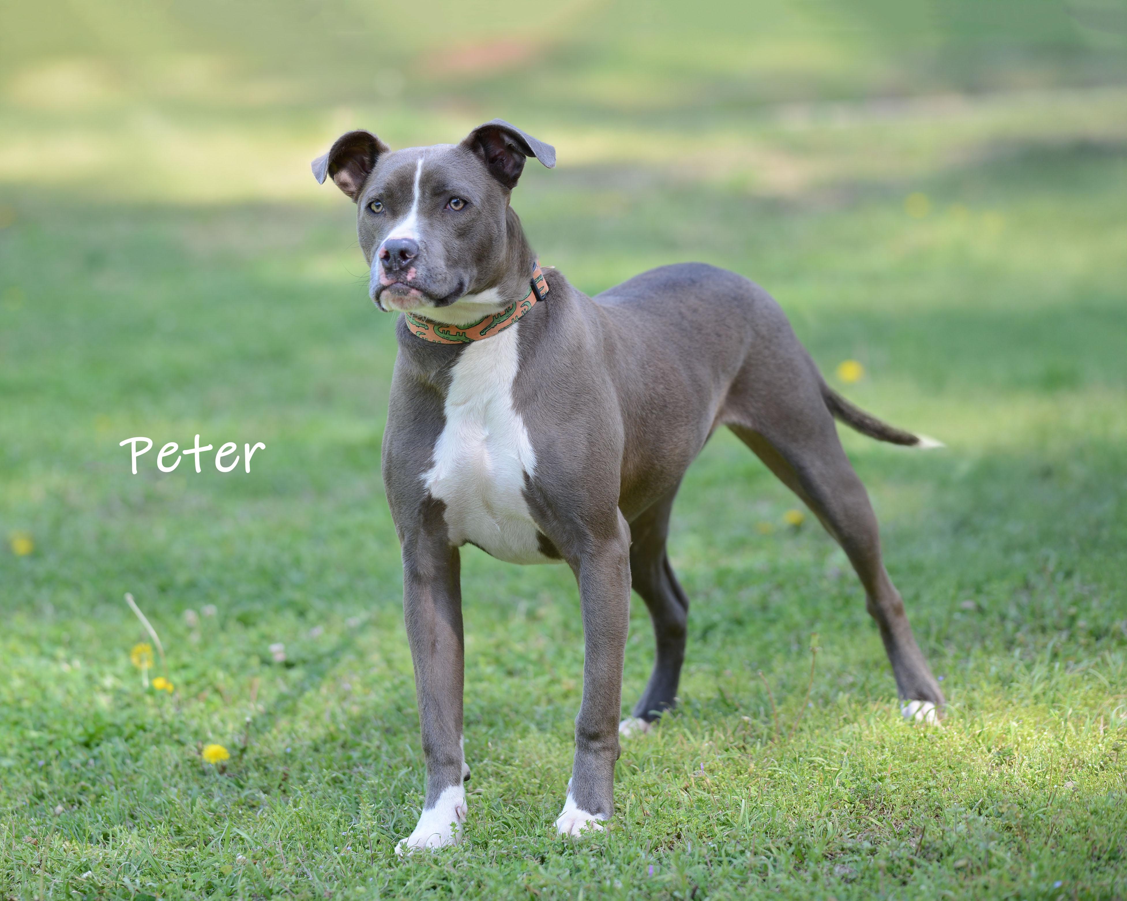 Enlarge Peter, a ADOPTABLE mixed breed in Bishop, GA image 3/6