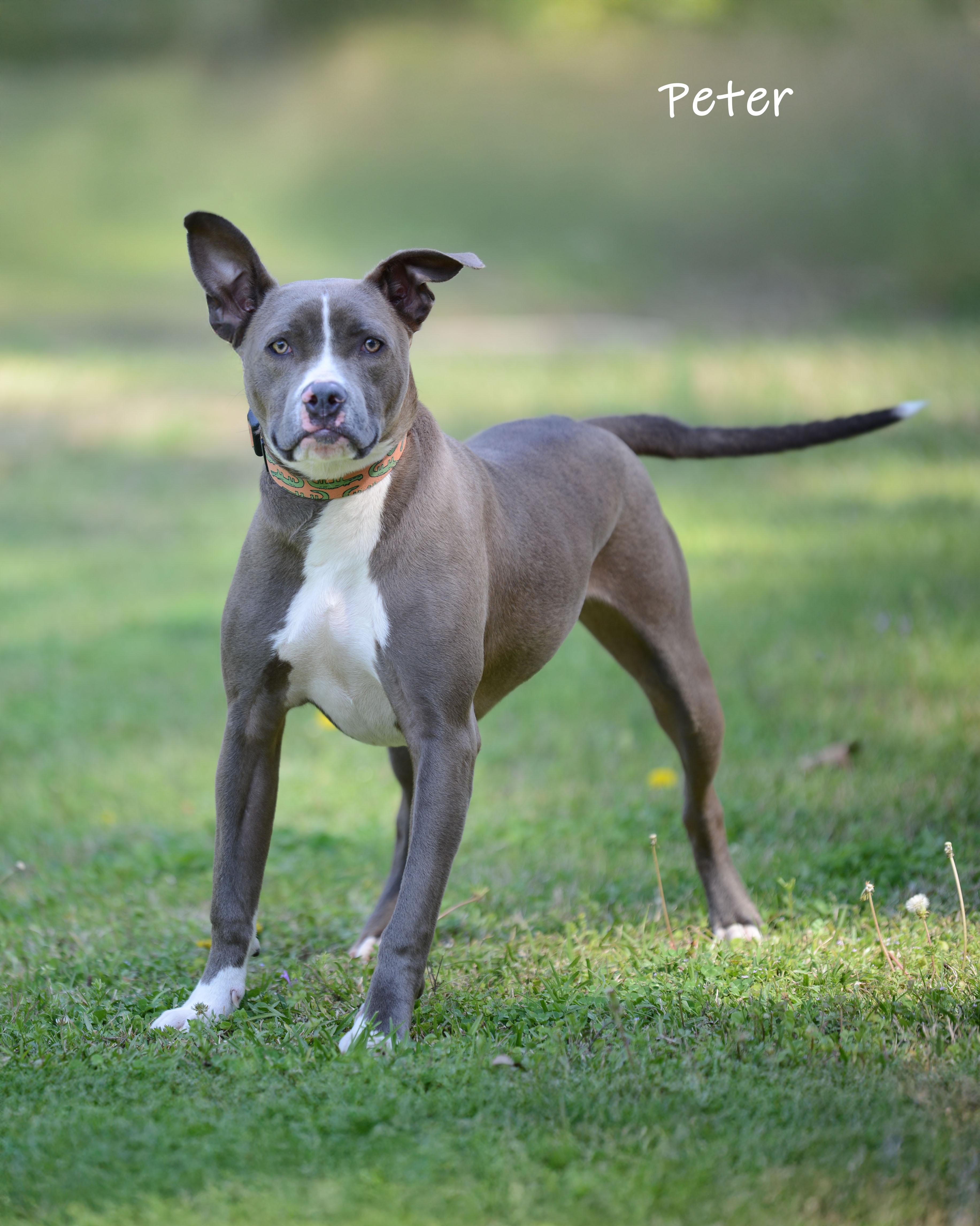 Enlarge Peter, a ADOPTABLE mixed breed in Bishop, GA image 1/6