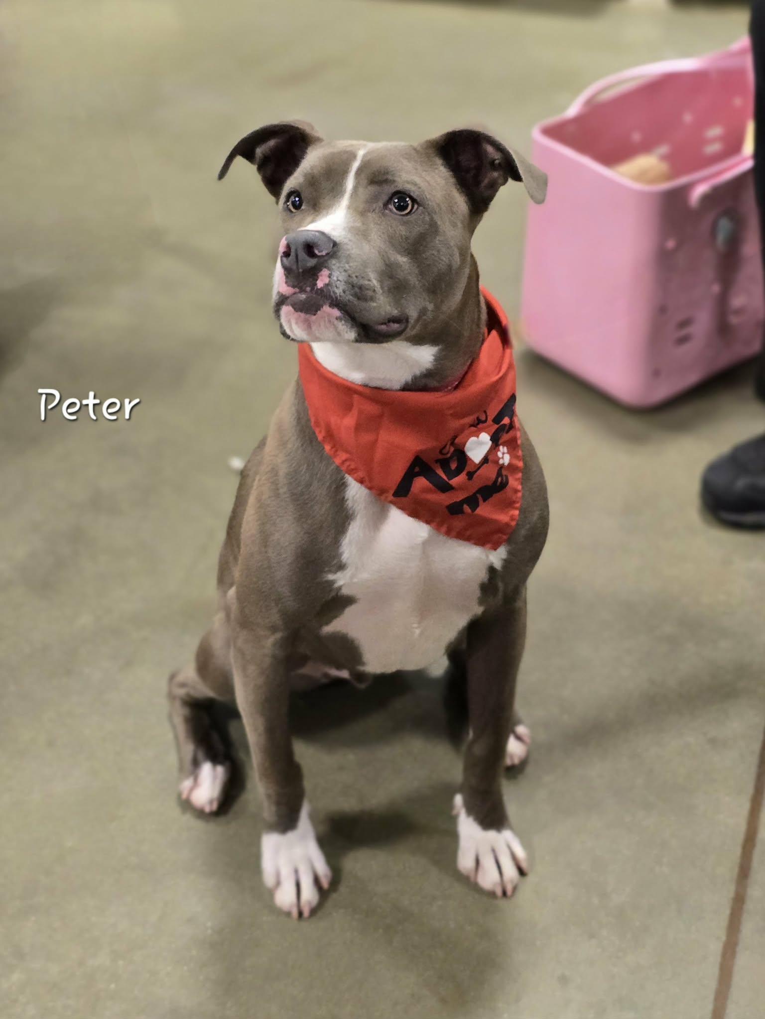 Peter, ADOPTABLE, Adult Male Pit Bull Terrier.