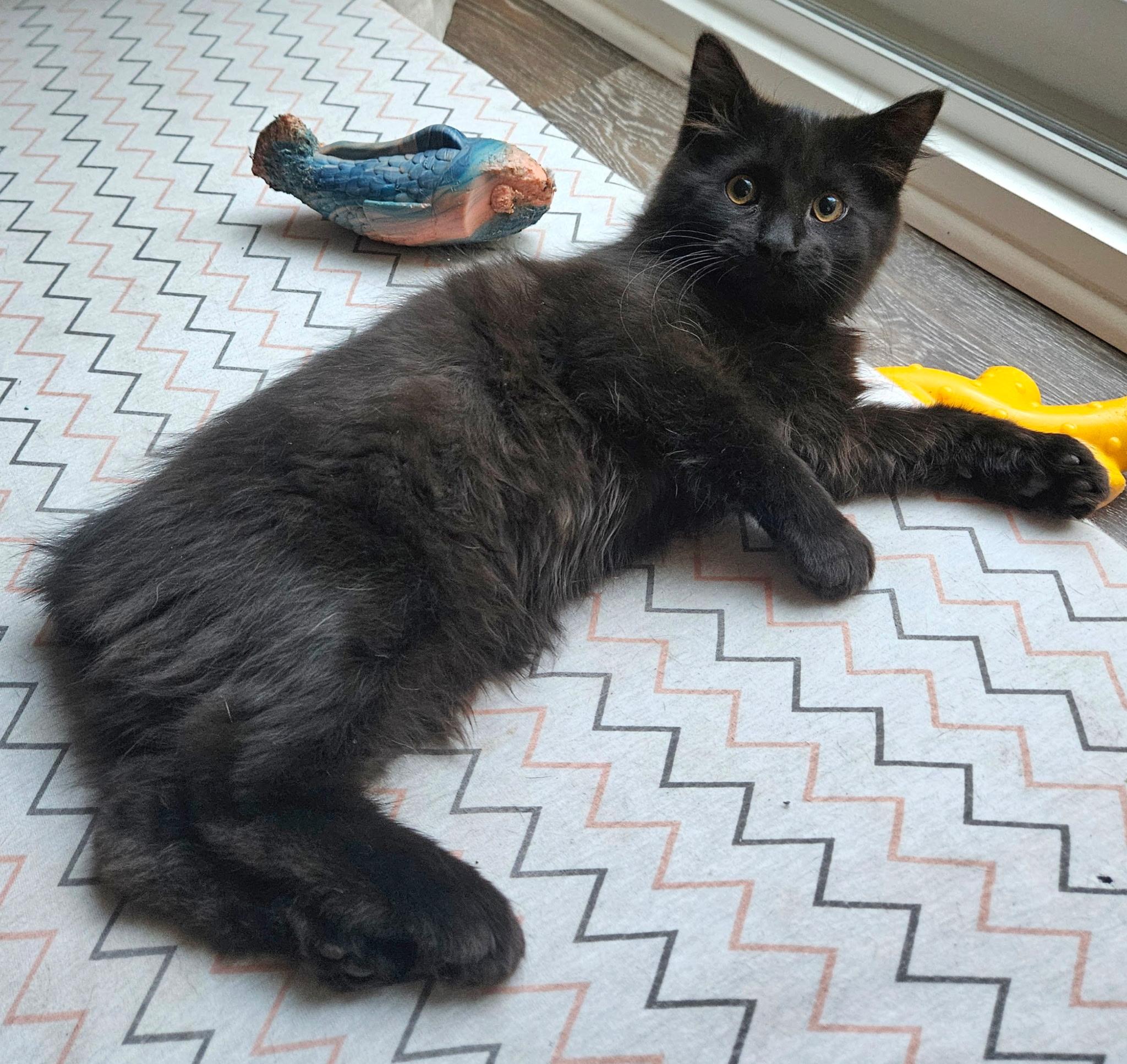 Dopey, a ADOPTABLE Domestic Long Hair in Washington, MI image 1/3