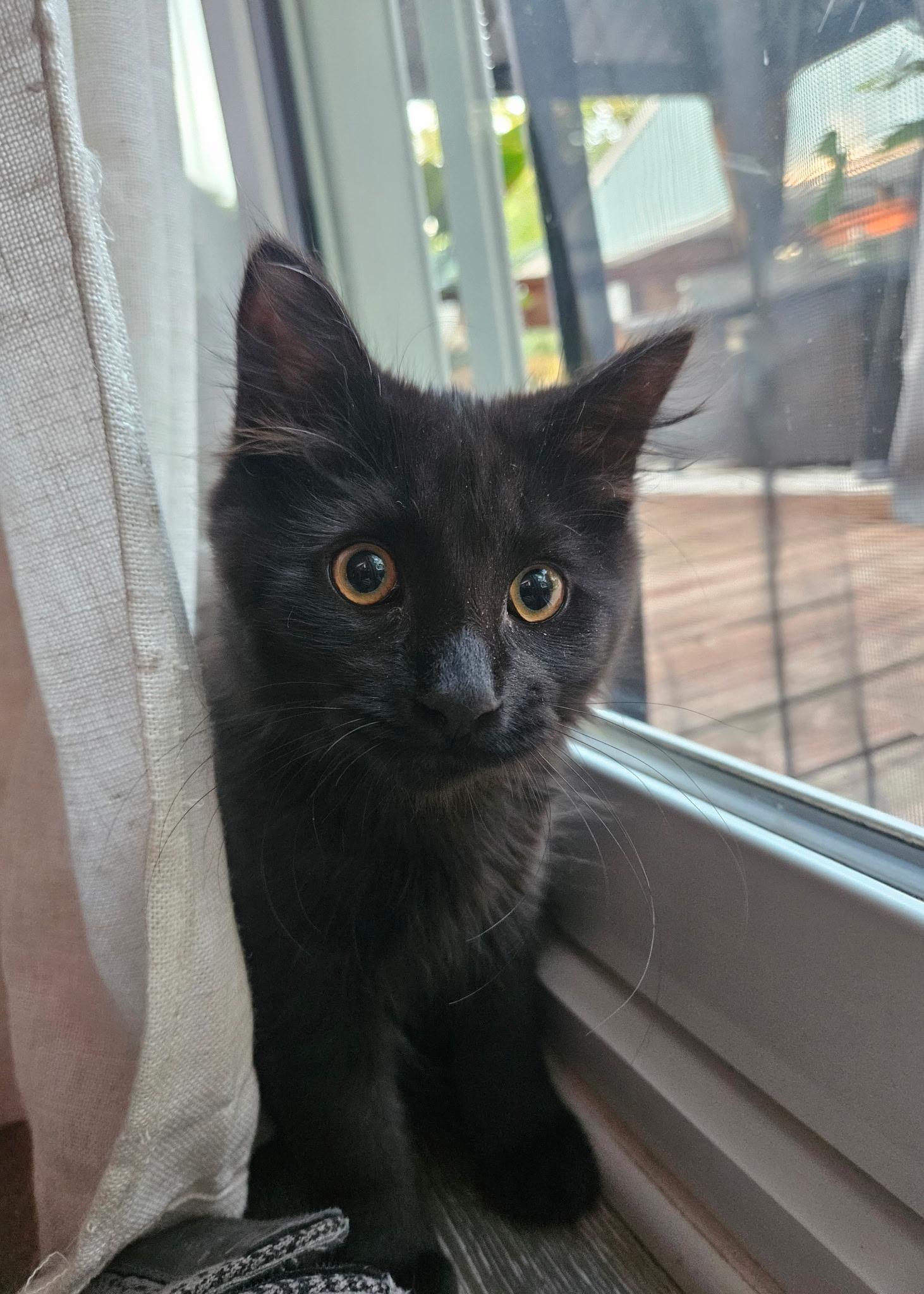 Dopey, a ADOPTABLE Domestic Long Hair in Washington, MI image 2/3