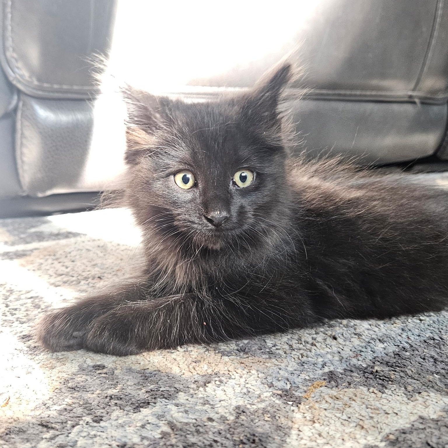 Dopey, ADOPTABLE, Kitten Male Domestic Long Hair.