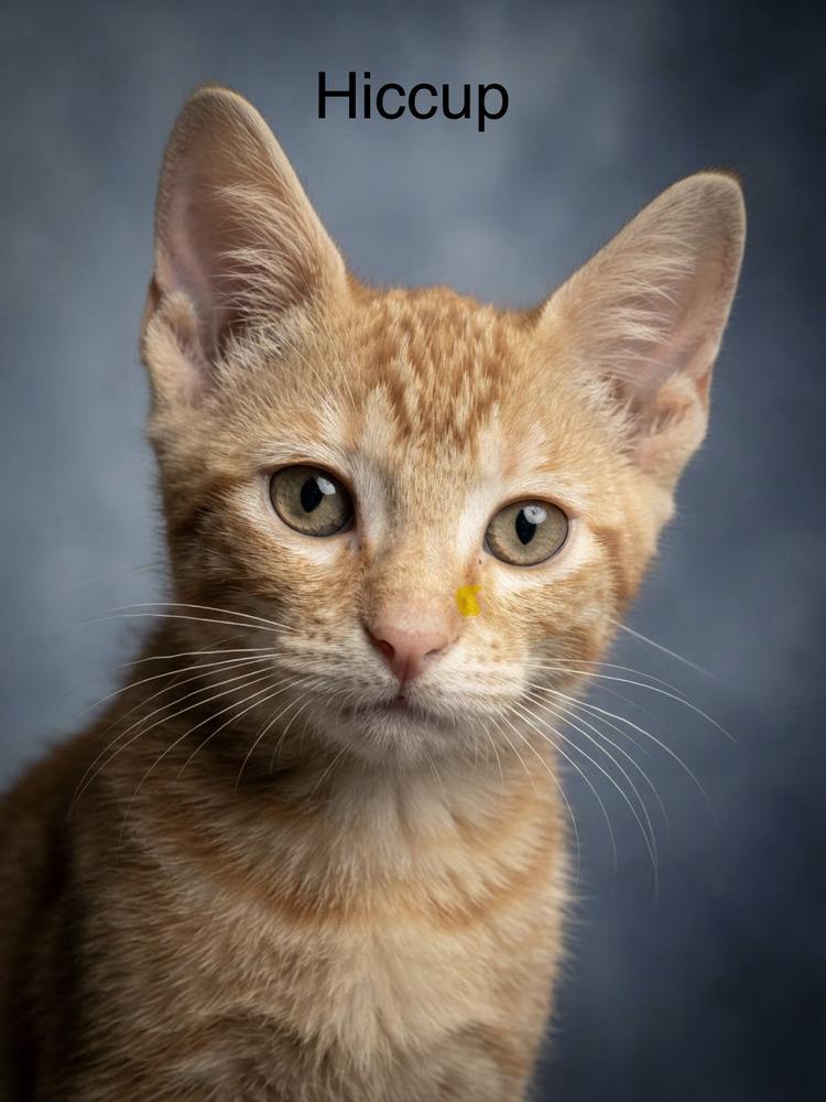 Hiccup (How to Train Your Dragon litter), Adoptable, Kitten Male Domestic Short Hair.