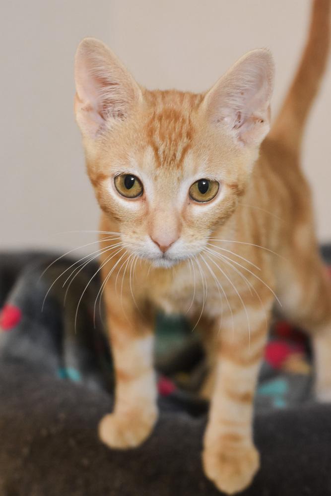 Enlarge Hiccup (How to Train Your Dragon litter), a Adoptable Domestic Short Hair in Blanchard, OK image 2/2