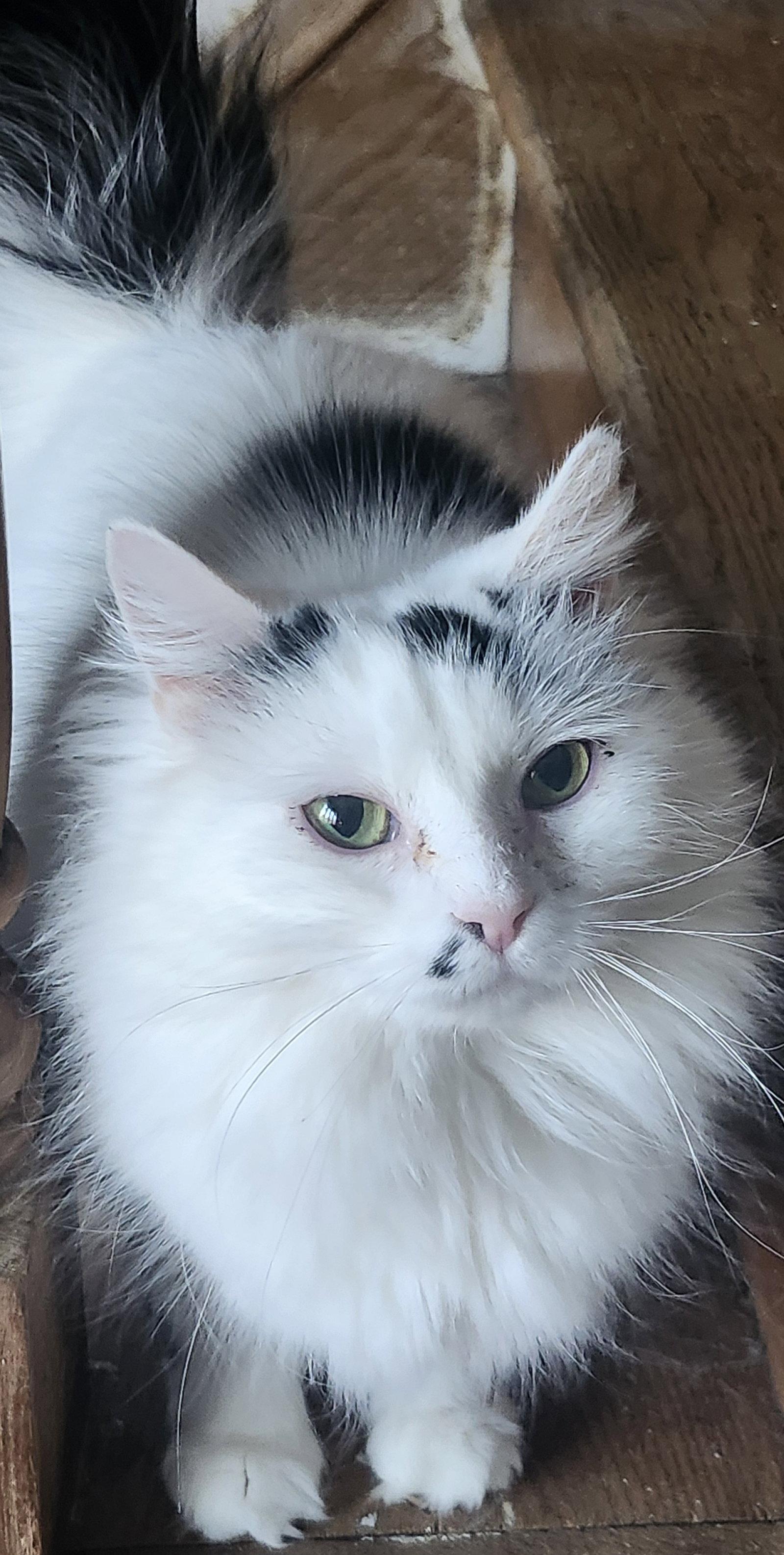 Nimbus, Adopted, Adult Female Domestic Long Hair.