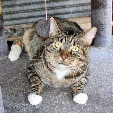 Quinn, Adoptable, Adult Male Domestic Short Hair.