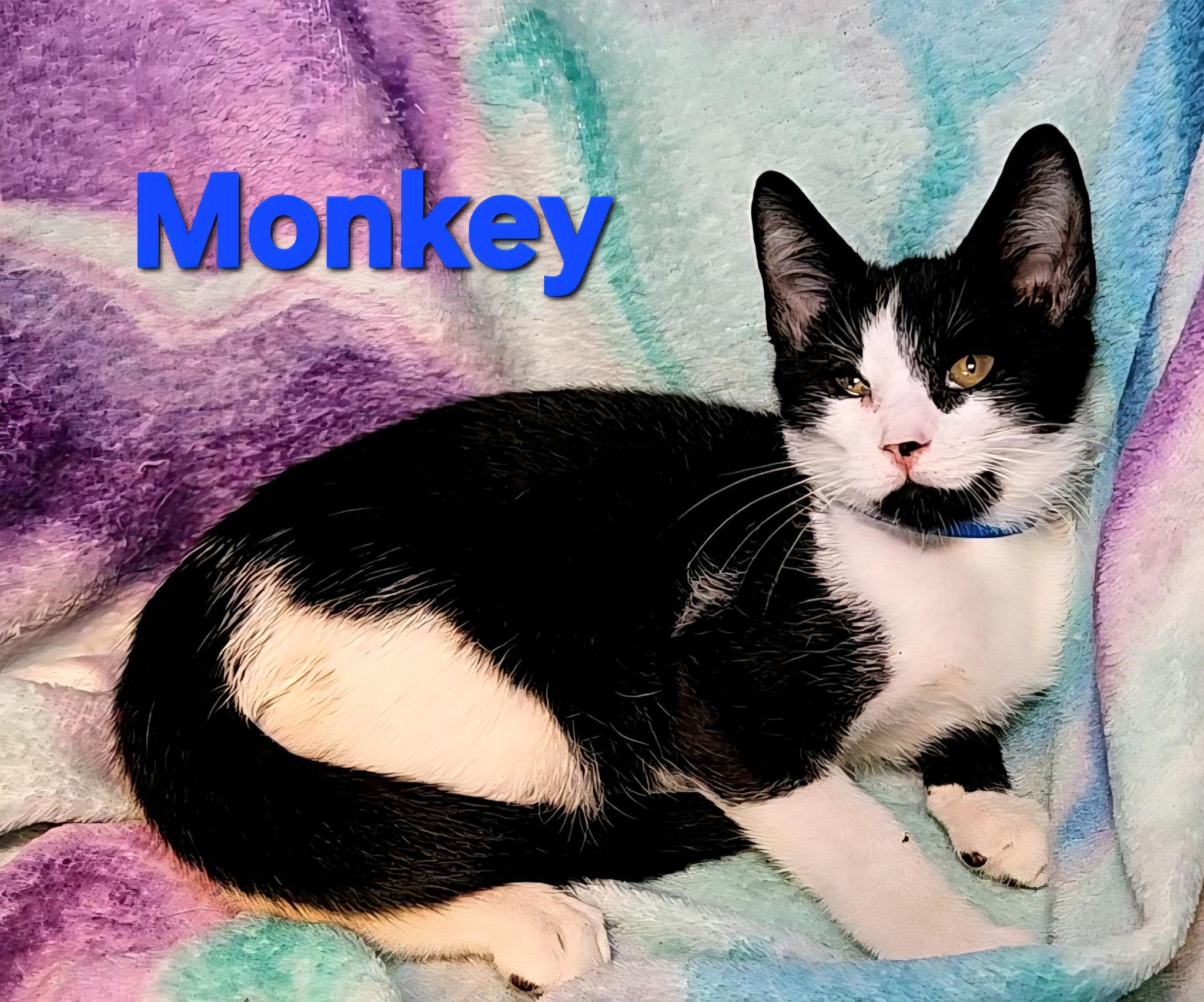 Monkey