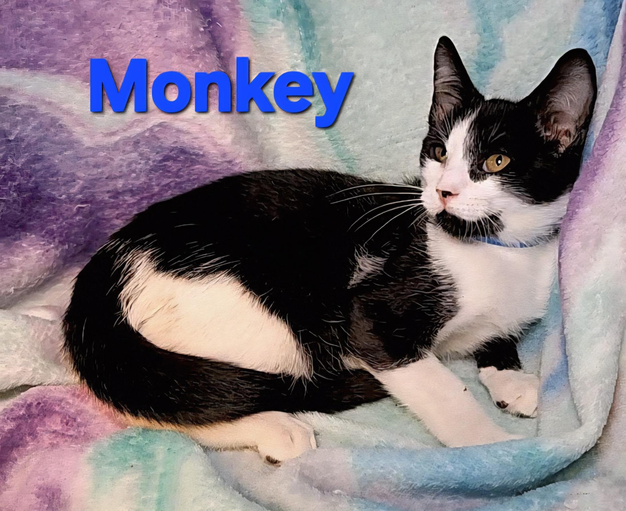 Monkey