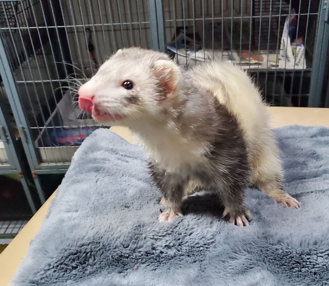 Ferret for adoption Terrence, a Ferret in Randolph, NJ Petfinder