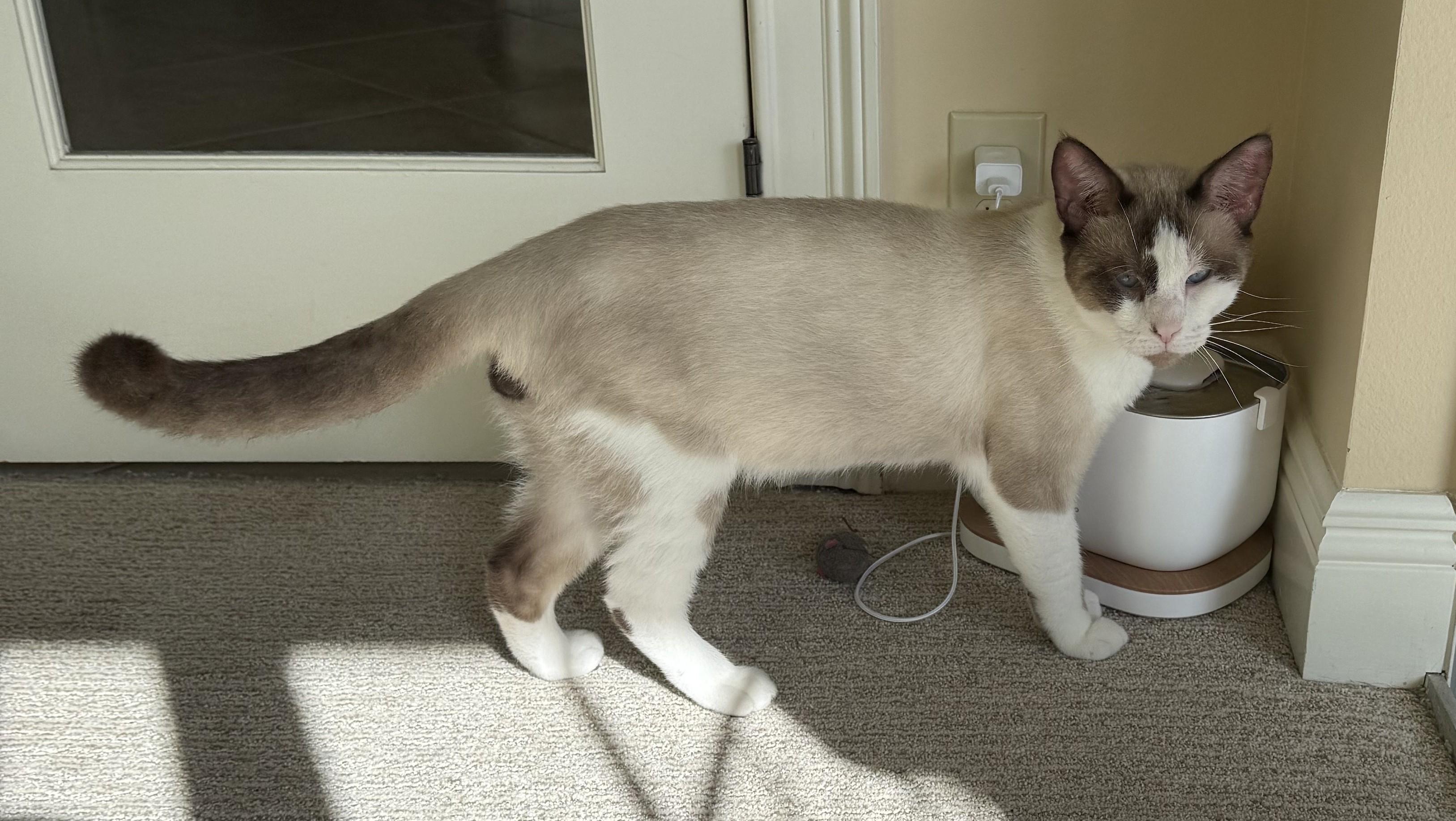 Simon, a Adopted Snowshoe in DeLand, FL image 3/5