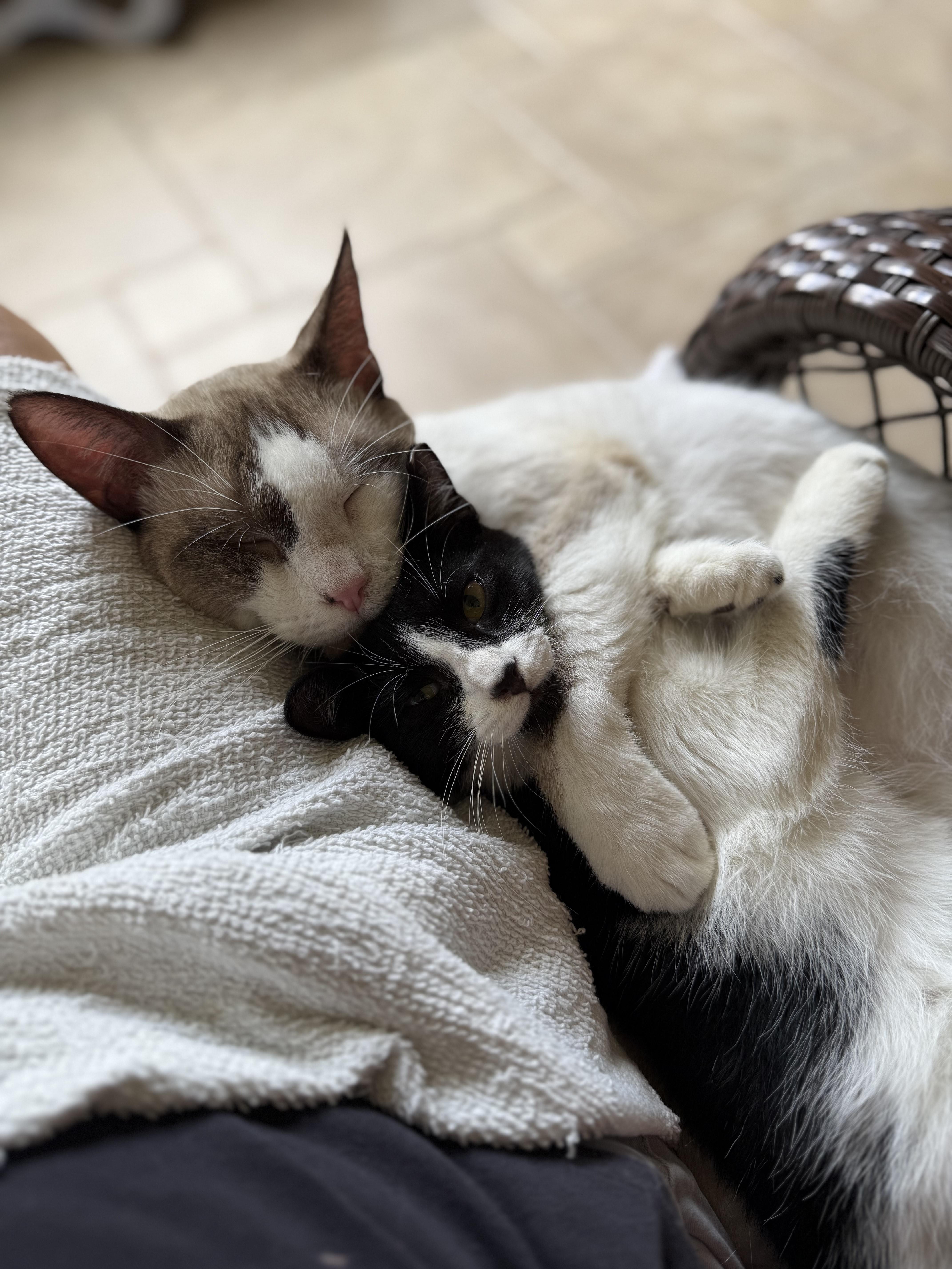 Simon, a Adopted Snowshoe in DeLand, FL image 4/5