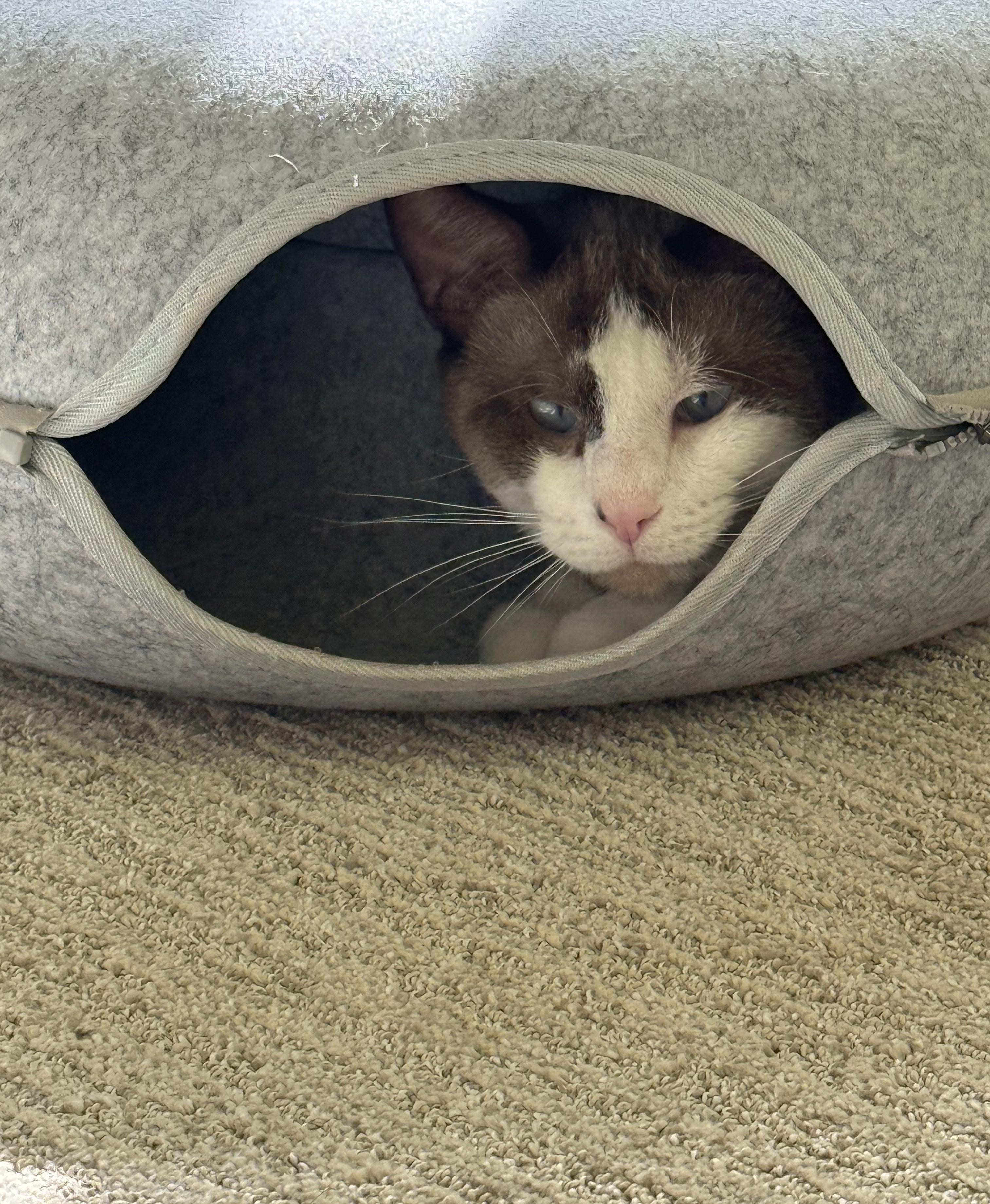 Simon, a Adopted Snowshoe in DeLand, FL image 2/5