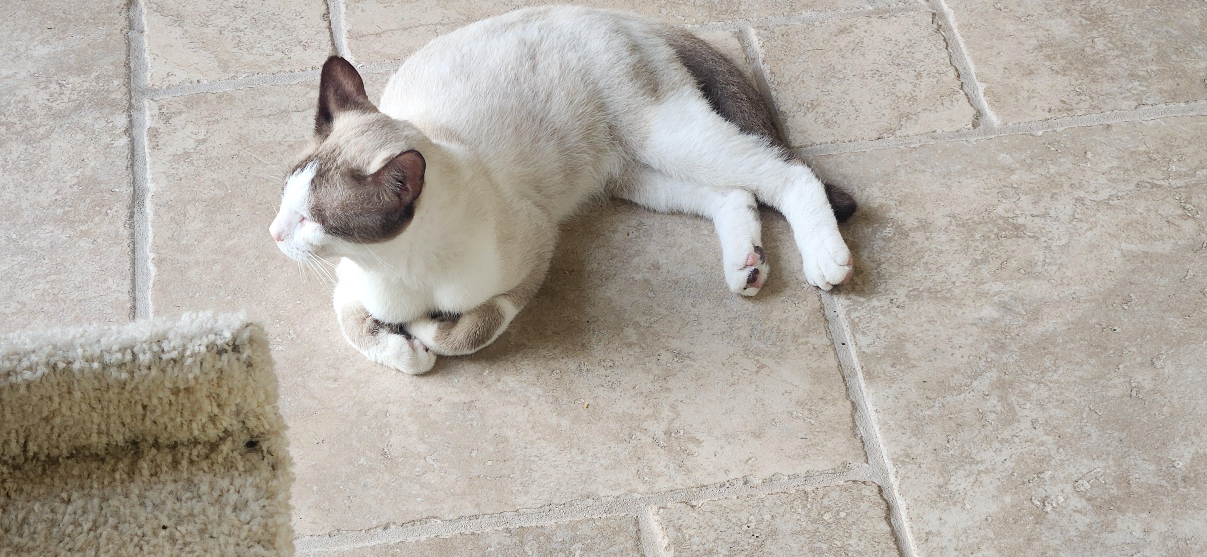 Simon, Adopted, Adult Male Snowshoe.