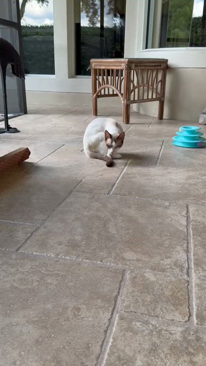 Enlarge Simon, a Adopted Snowshoe in DeLand, FL video 5/5