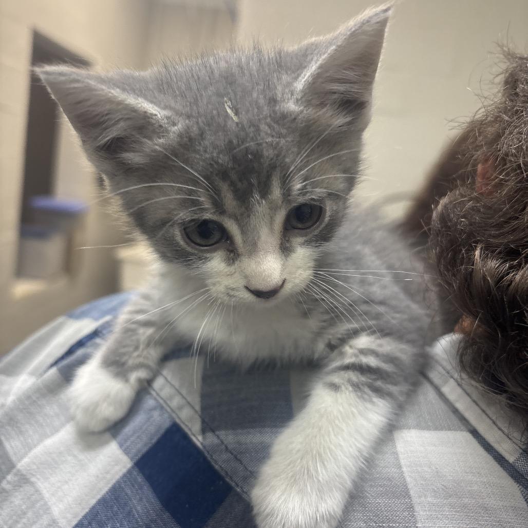 Mr.Pibb, Adoptable, Kitten Male Domestic Short Hair.