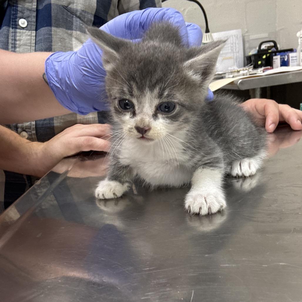 Mr.Pibb, a Adoptable Domestic Short Hair in Clanton, AL image 2/2