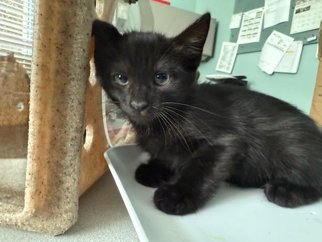 CAMELLIA, Adoptable, Kitten Female Domestic Short Hair.
