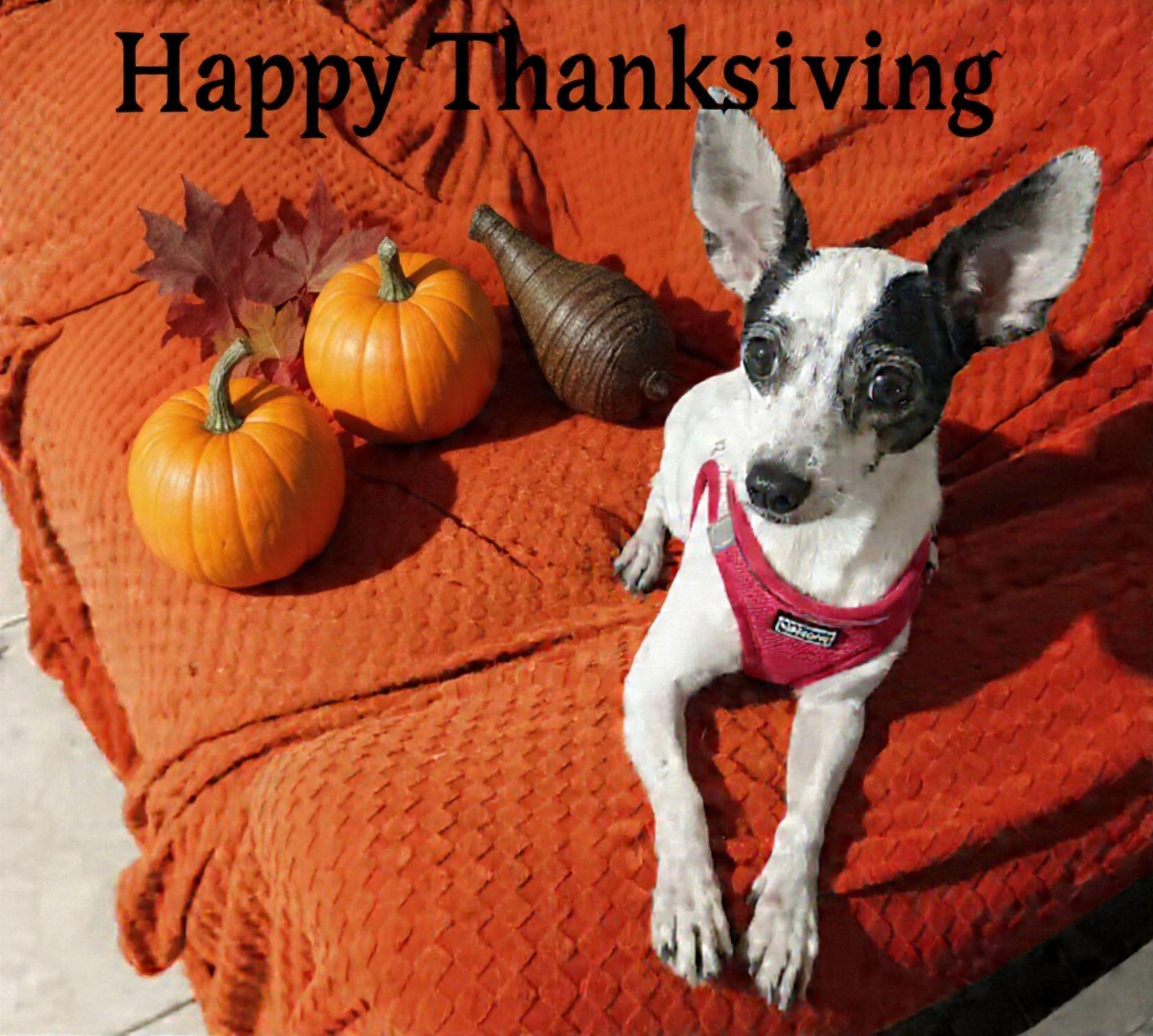 Enlarge Latto, a Adoptable Rat Terrier in Miami, FL image 1/1