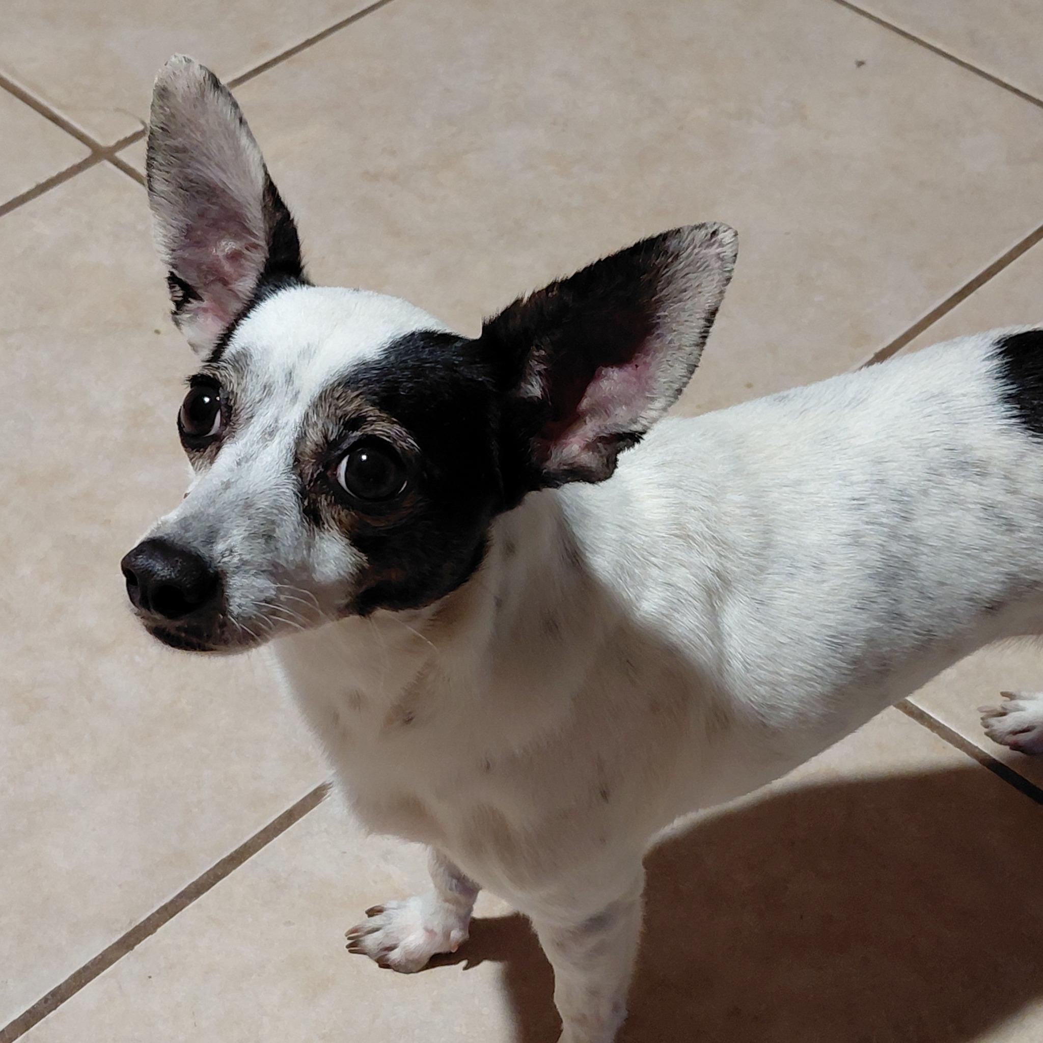 Latto, Adoptable, Adult Female Rat Terrier.