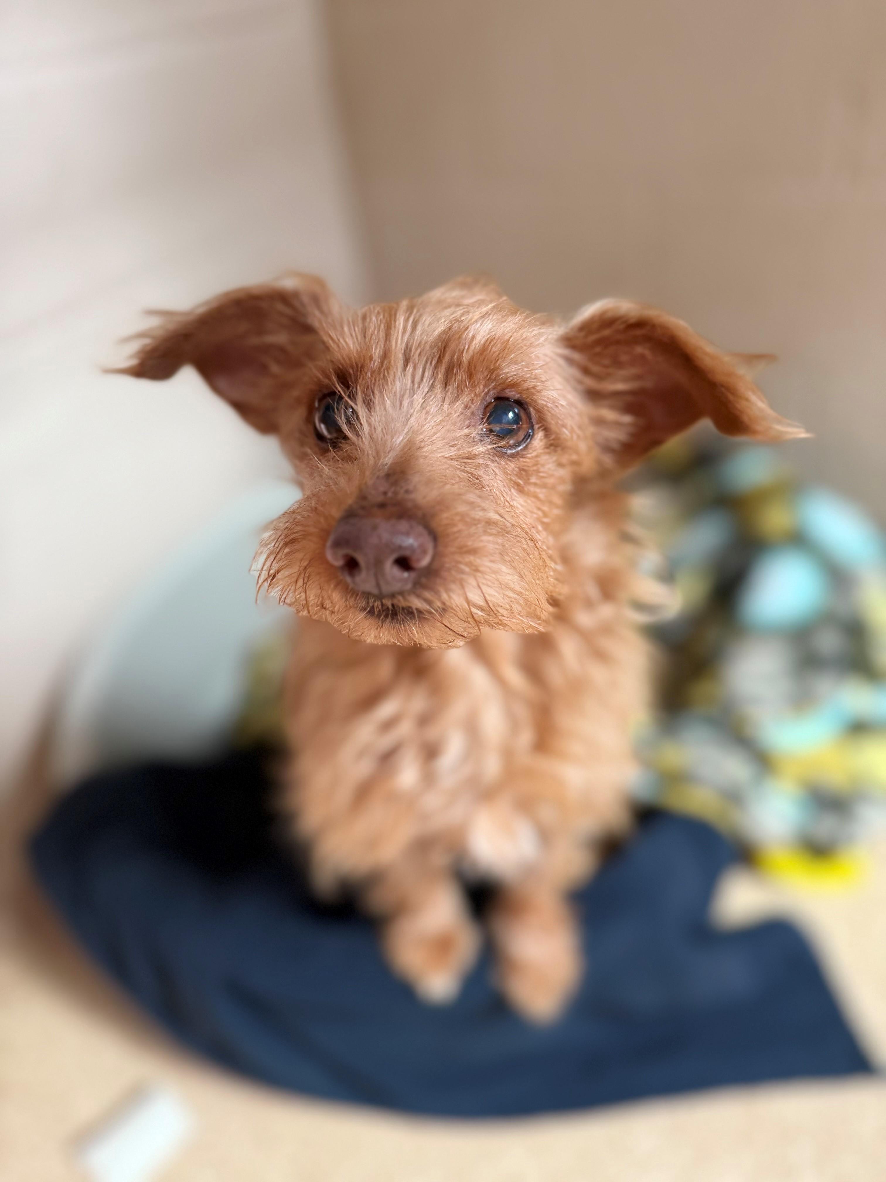 Enlarge Spikey, a Adoptable Terrier in Laguna Beach, CA image 1/2