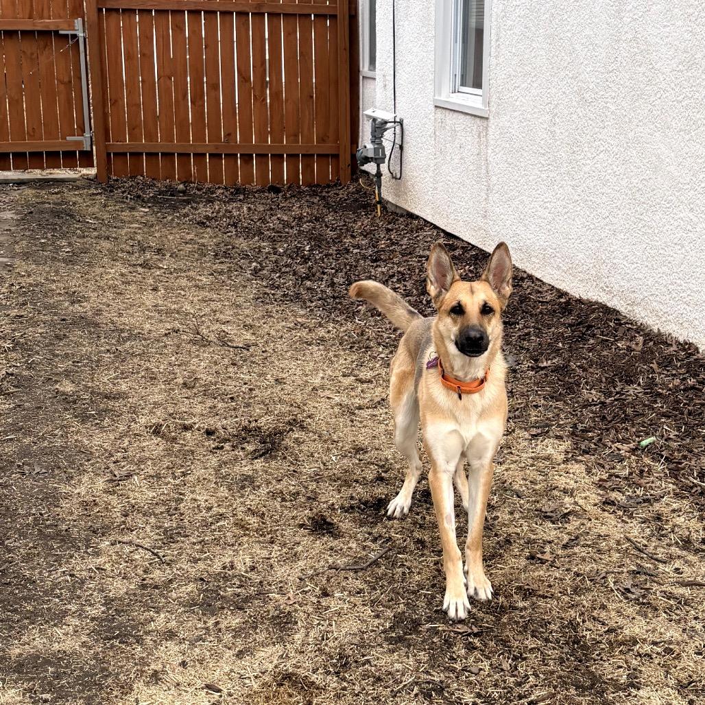 McKenna, Adoptable, Adult Female Shepherd.
