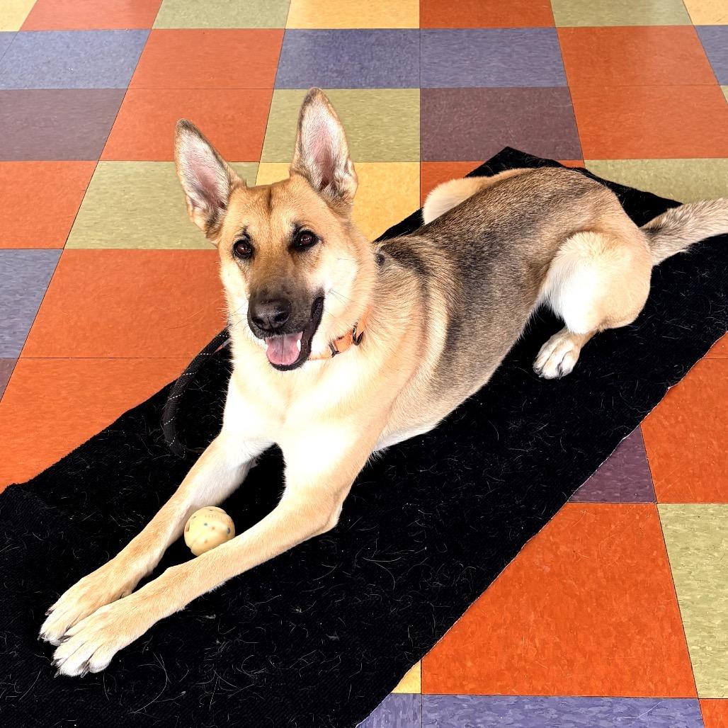 Enlarge McKenna, a Adoptable Shepherd in Crystal, MN image 2/6