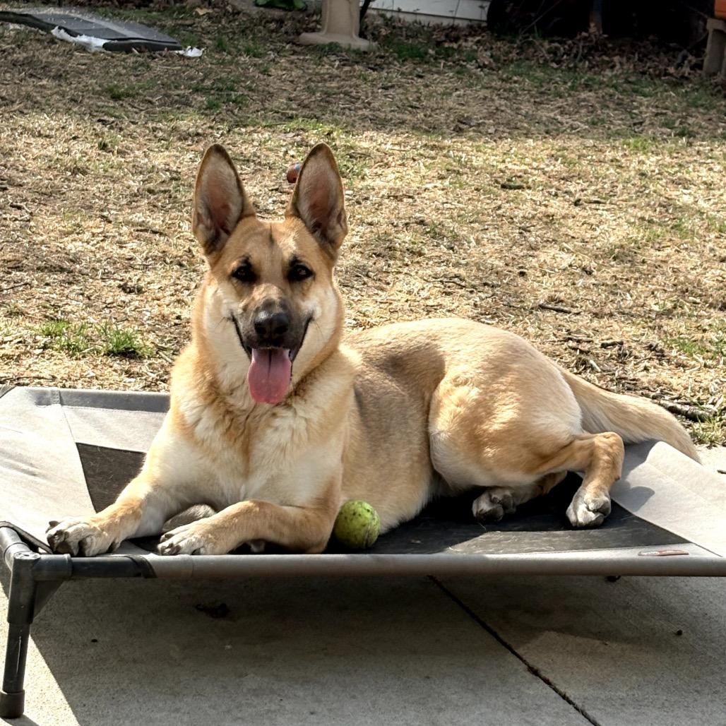 McKenna, a Adoptable Shepherd in Crystal, MN image 3/6