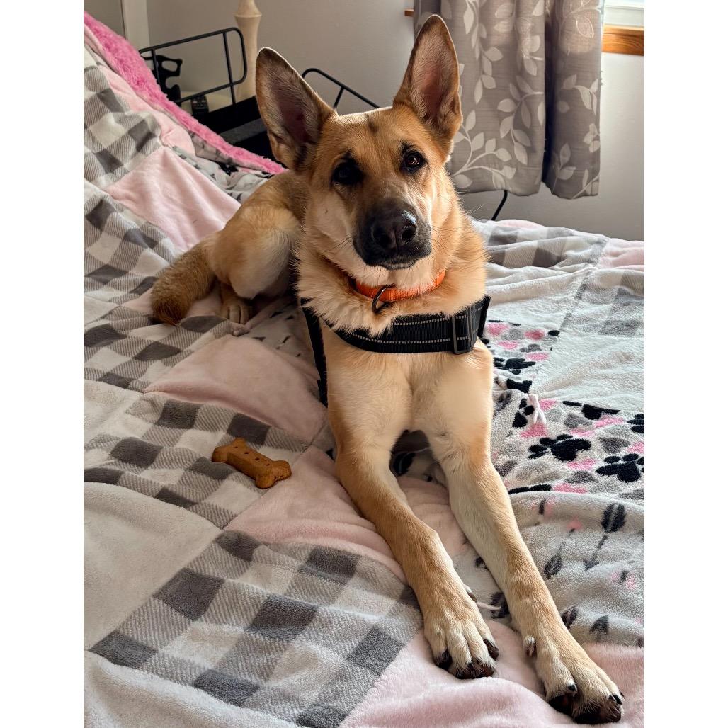 Enlarge McKenna, a Adoptable Shepherd in Crystal, MN image 3/6