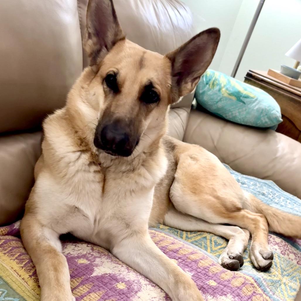 McKenna, a Adoptable Shepherd in Crystal, MN image 4/6
