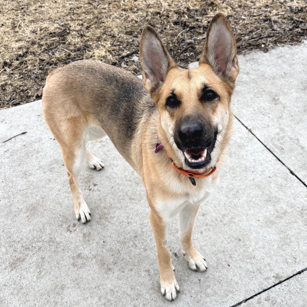 Enlarge McKenna, a Adoptable Shepherd in Crystal, MN image 4/6