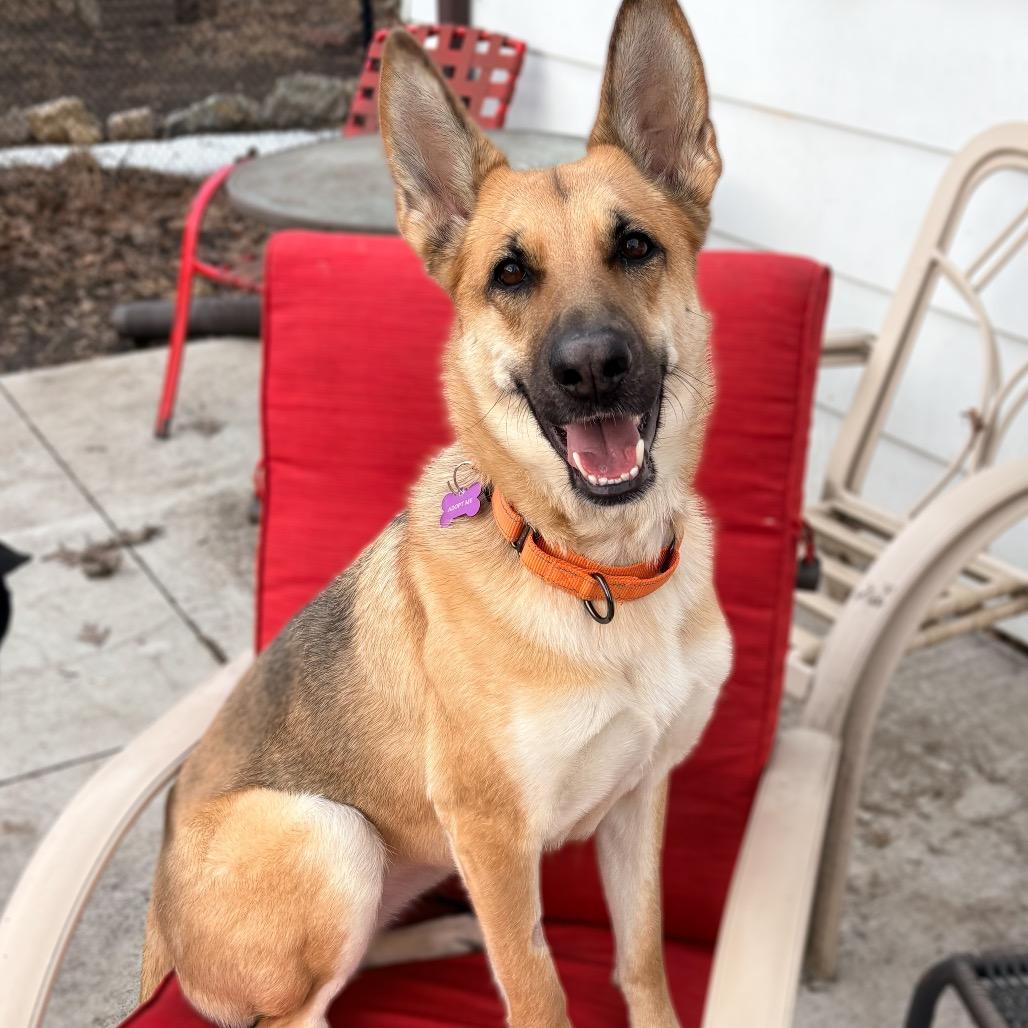 Enlarge McKenna, a Adoptable Shepherd in Crystal, MN image 5/6
