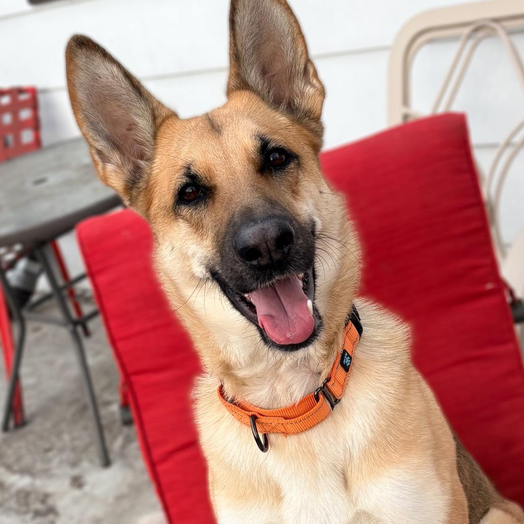 Enlarge McKenna, a Adoptable Shepherd in Crystal, MN image 6/6