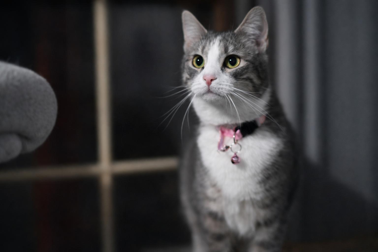 Enlarge Dodgers - Will Klein, Miggy Rojas, Freddie Freeman , a Adoptable Domestic Short Hair in North Vernon, IN image 3/5