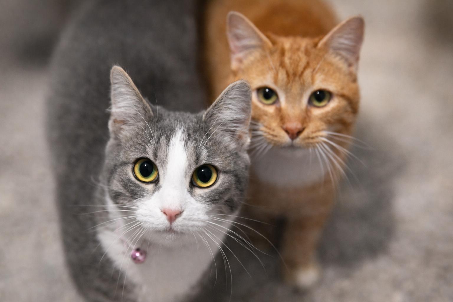 Enlarge Dodgers - Will Klein, Miggy Rojas, Freddie Freeman , a Adoptable Domestic Short Hair in North Vernon, IN image 1/5