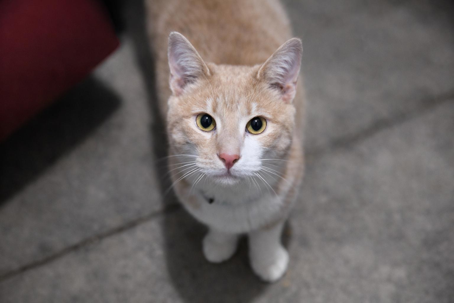 Enlarge Dodgers - Will Klein, Miggy Rojas, Freddie Freeman , a Adoptable Domestic Short Hair in North Vernon, IN image 4/5