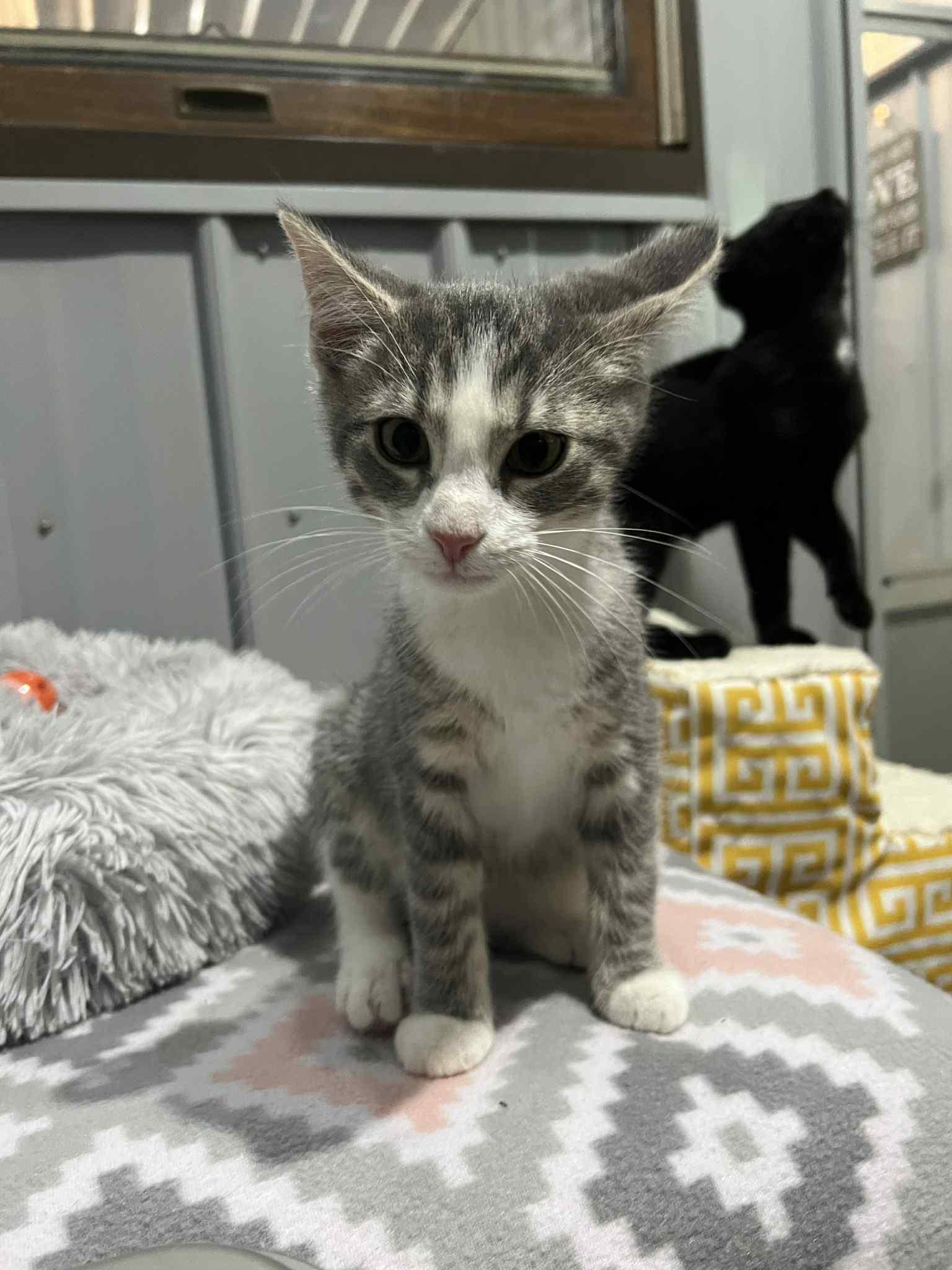 Summer Kitten Crew, Adoptable, Young Female Domestic Short Hair.