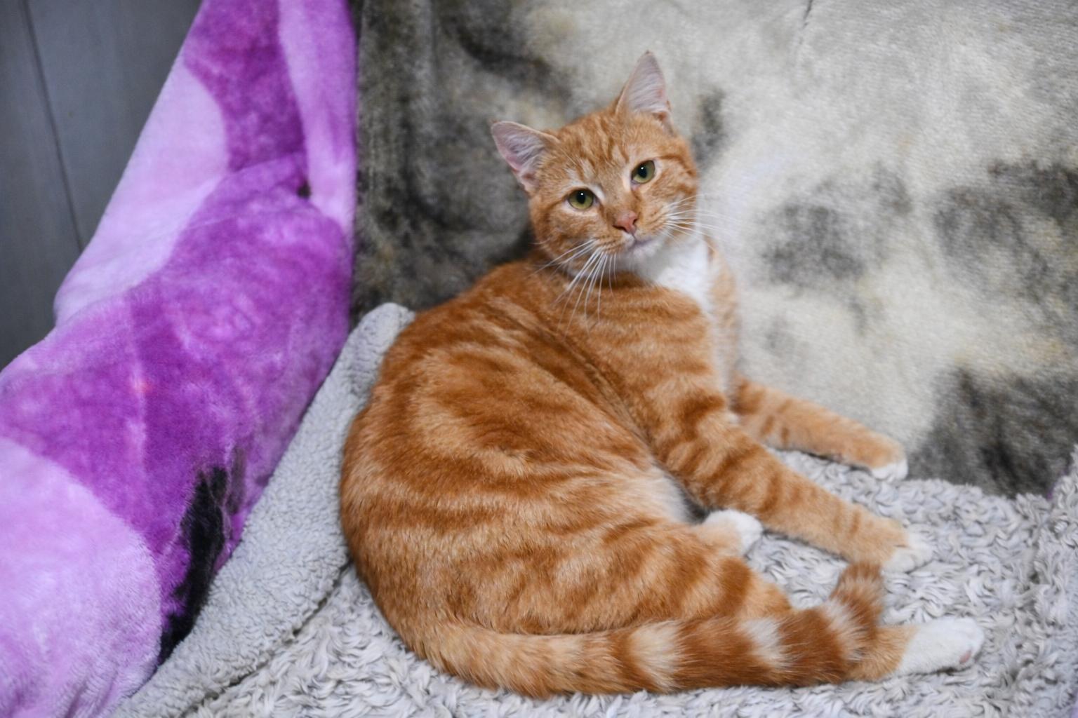 Enlarge Dodgers - Will Klein, Miggy Rojas, Freddie Freeman , a Adoptable Domestic Short Hair in North Vernon, IN image 2/5